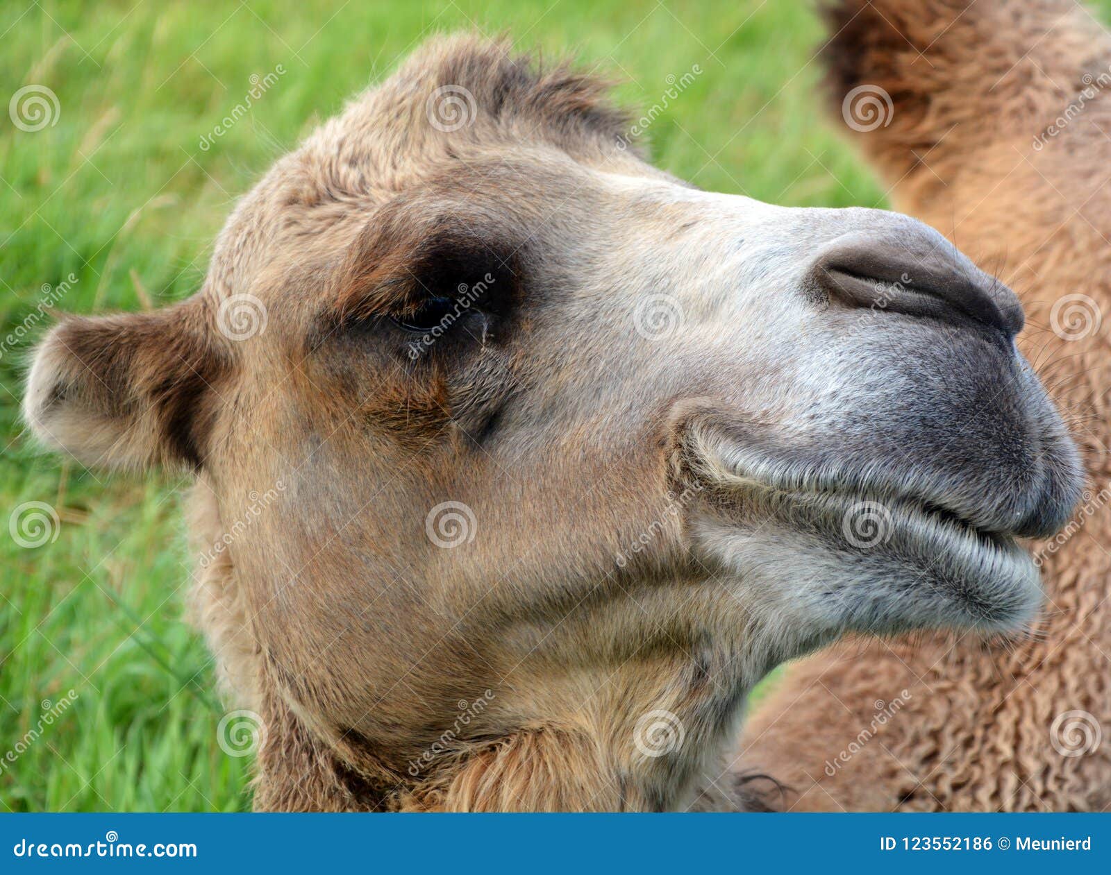 camel is an ungulate