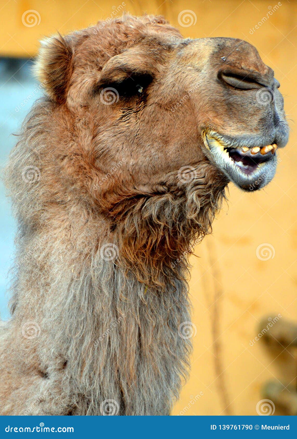 camel is an ungulate within the genus camelus