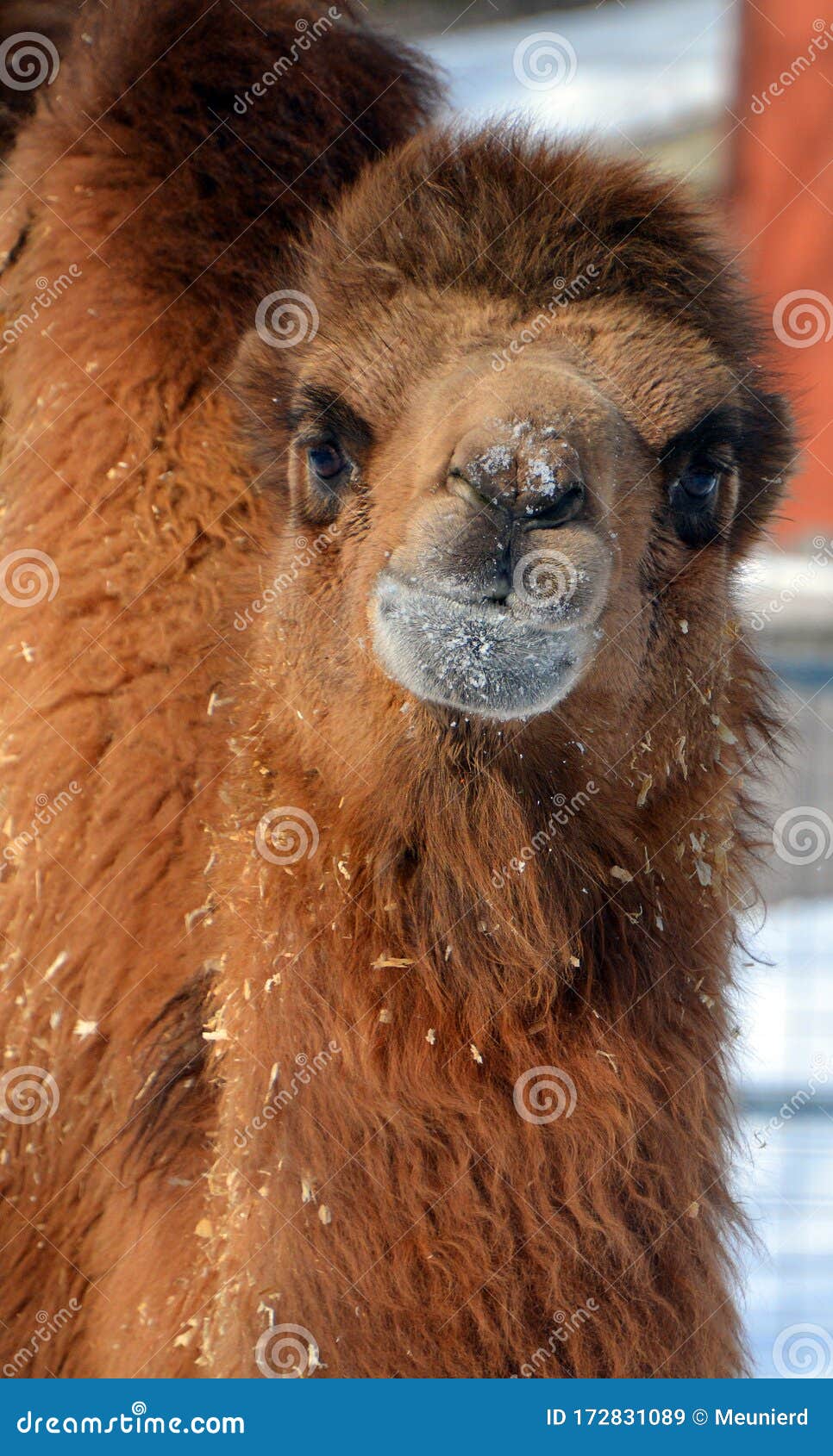 Camel is an Ungulate within the Genus Camelus, Stock Image - Image of head,  hair: 172831089