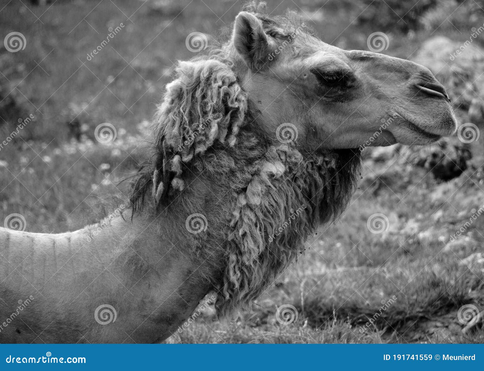 camel  is an ungulate within the genus camelus,