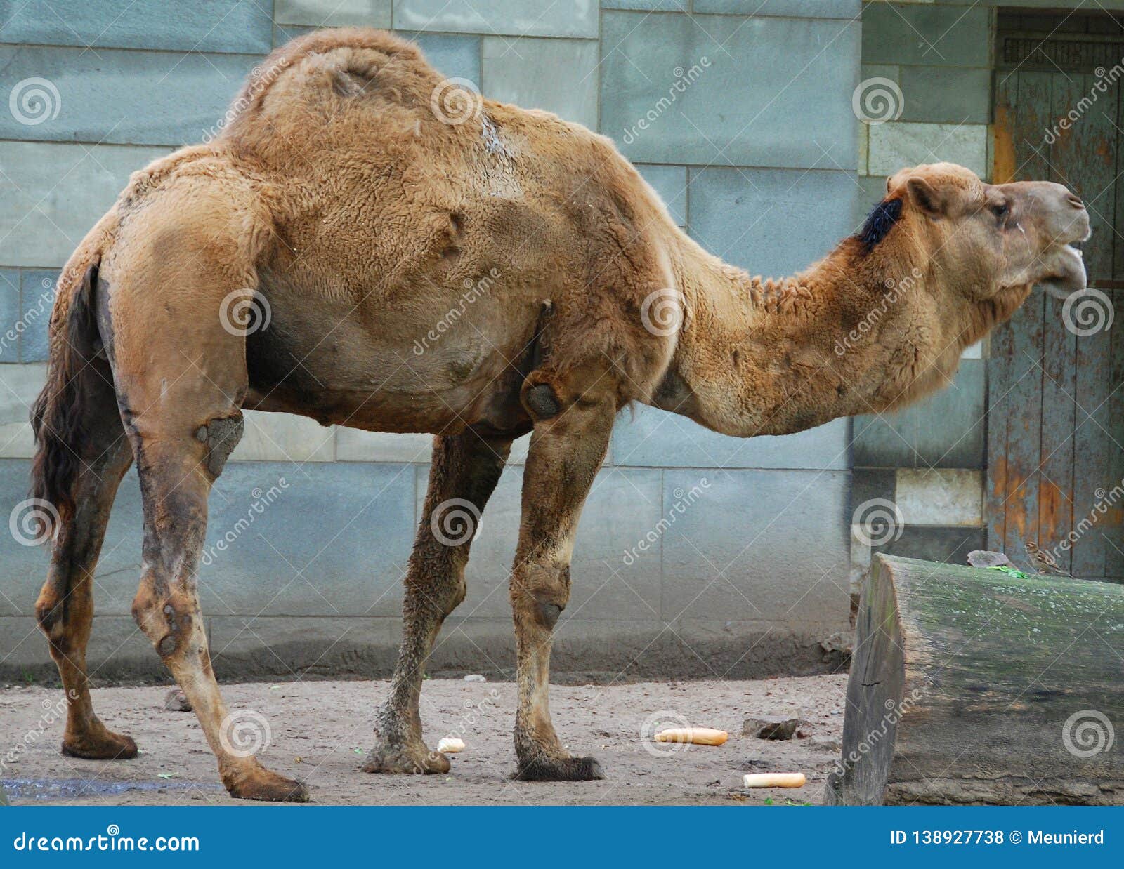 camel is an ungulate within the genus camelus,