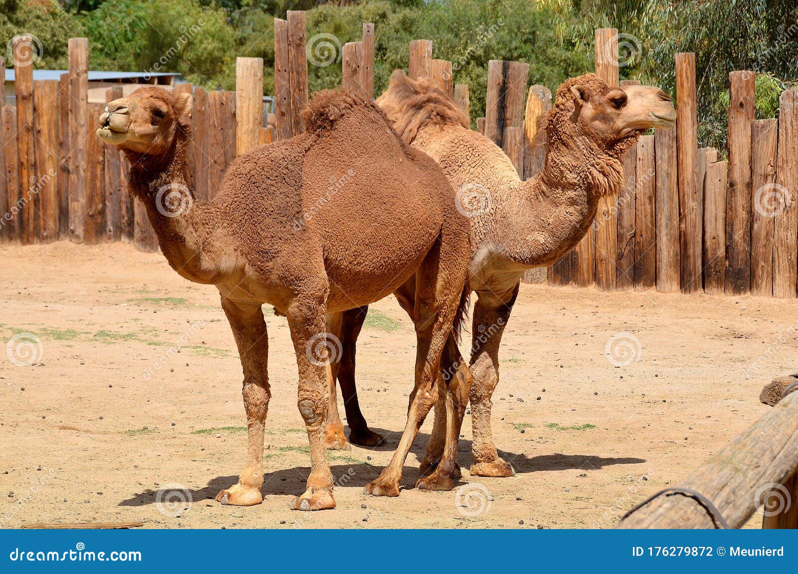 camel is an ungulate within the genus camelus,