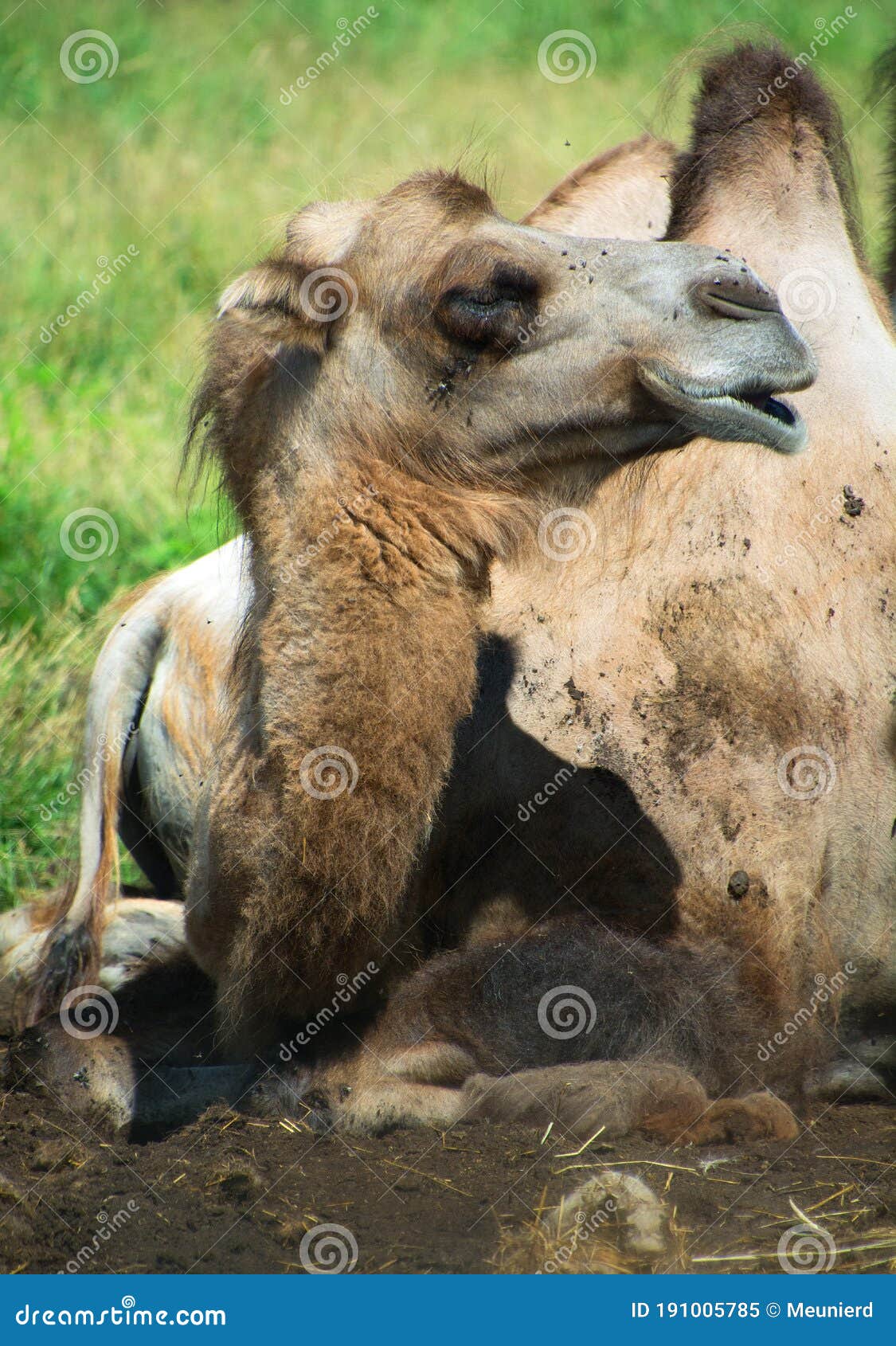 camel is an ungulate within the genus camelus