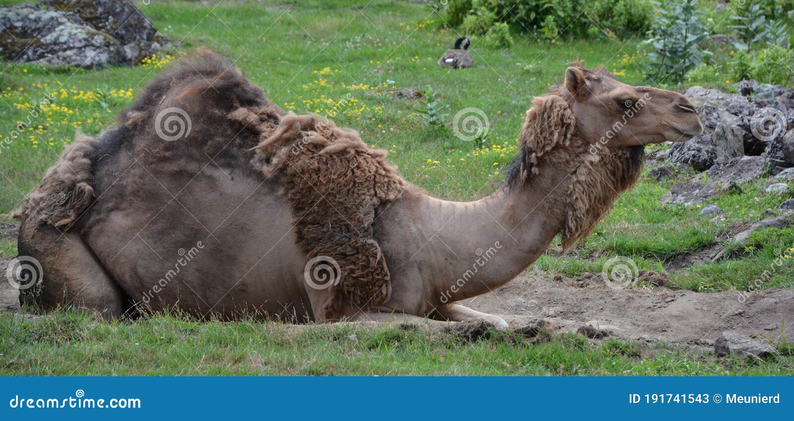 camel  is an ungulate within the genus camelus,