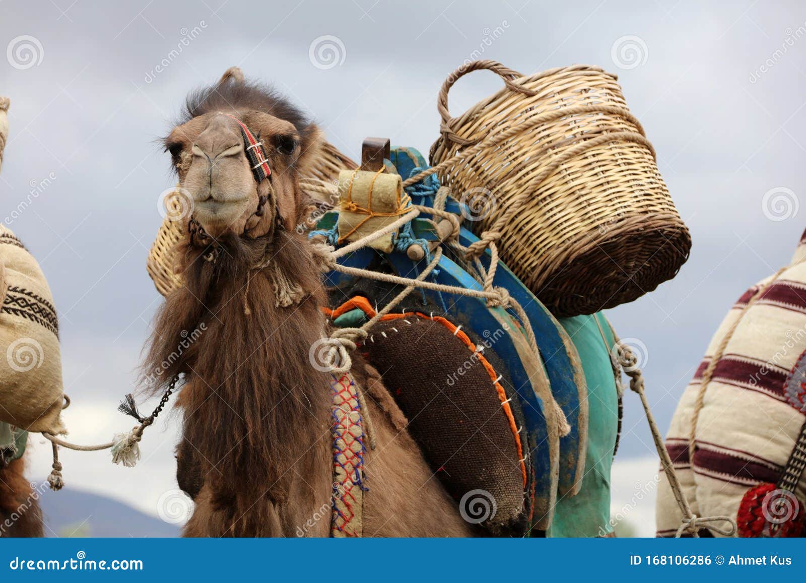 A Camel Used To Carry Loads Stock Photo - Image of nature, tourism: 168106286 A Camel Used To Carry Loads Stock Photo - Image of nature, tourism: 168106286