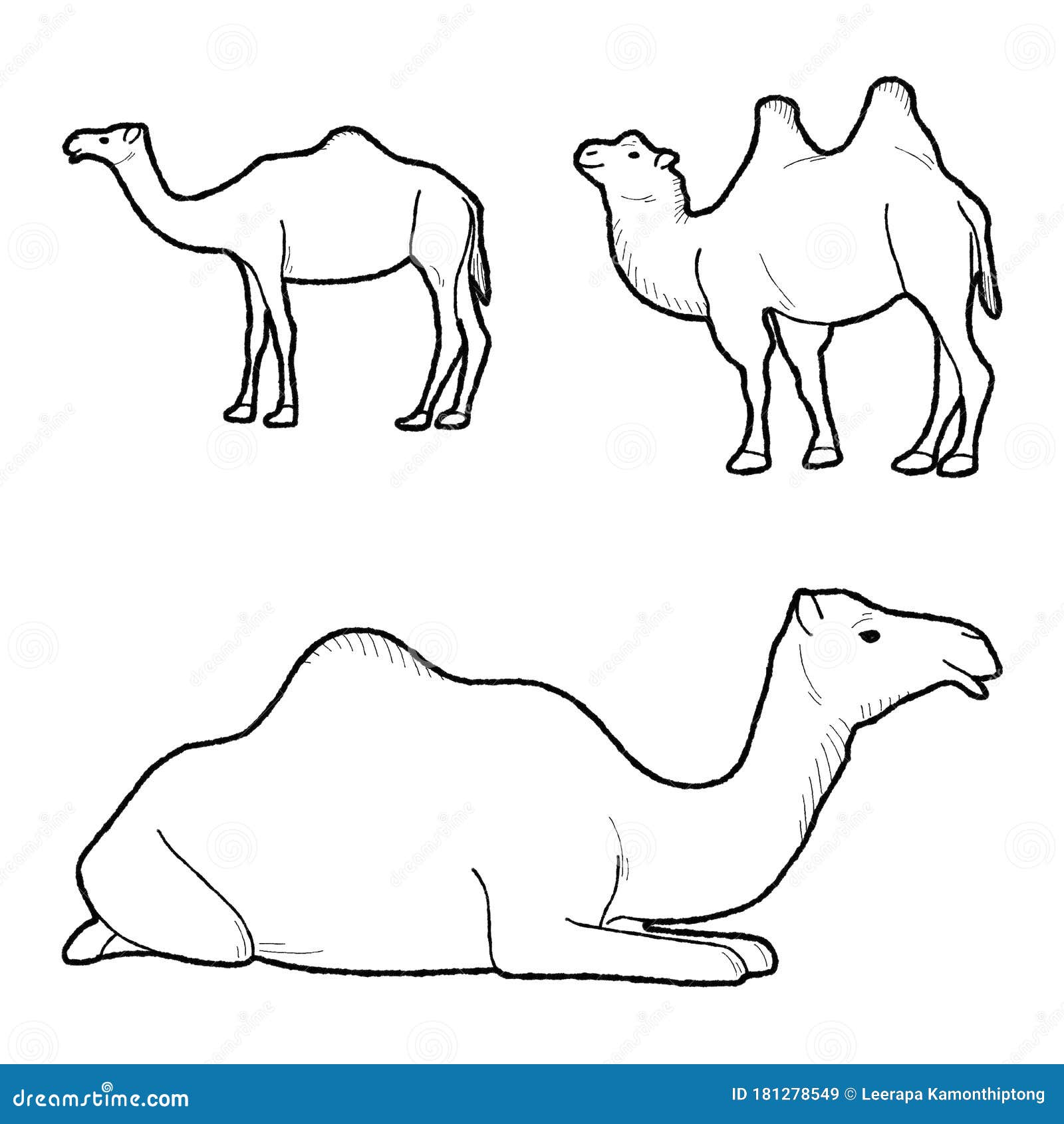 How to draw a camel  Animal drawing for beginners  YouTube