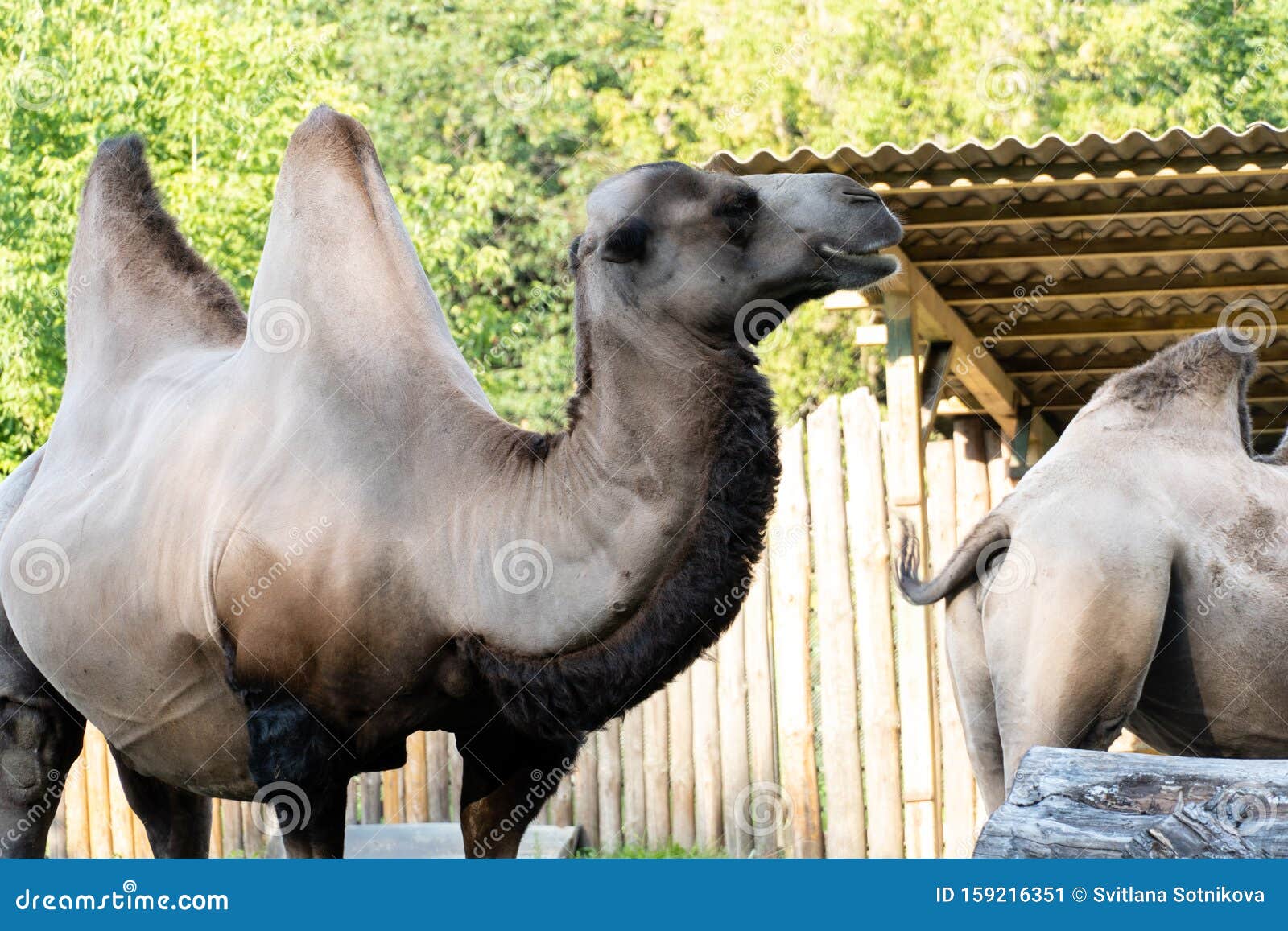Camel Walk on a Sunny Day. Zoo Stock Image - Image of camel, dhabi:  159216351