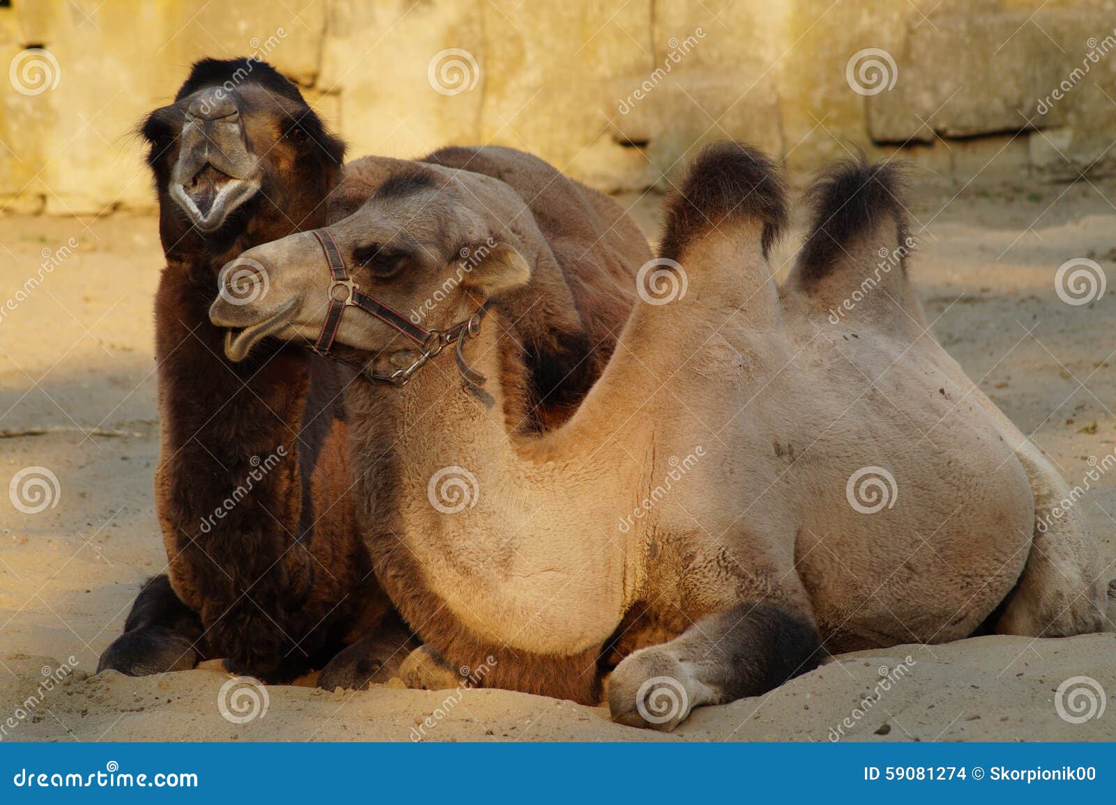 Camel with a young camel stock photo. Image of mother - 59081274