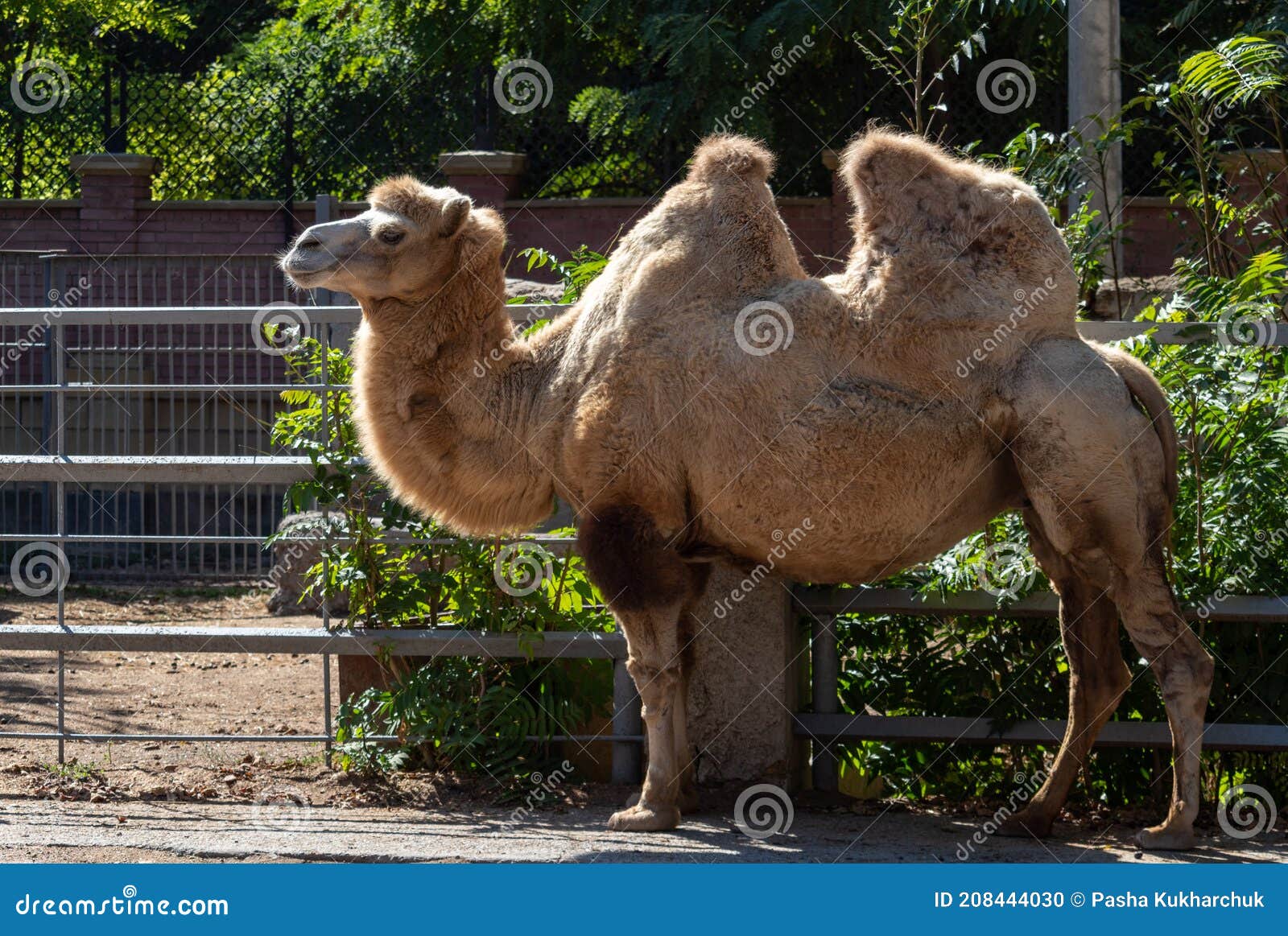 Camel with a young camel stock photo. Image of beautiful - 208444030