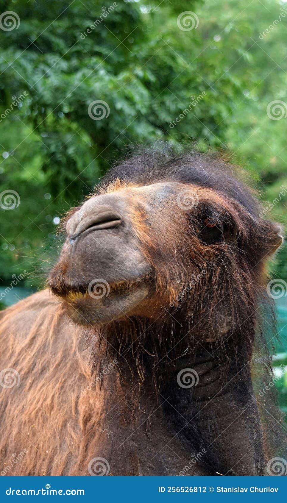 Camel zoo animal view summ stock photo. Image of view 256526812