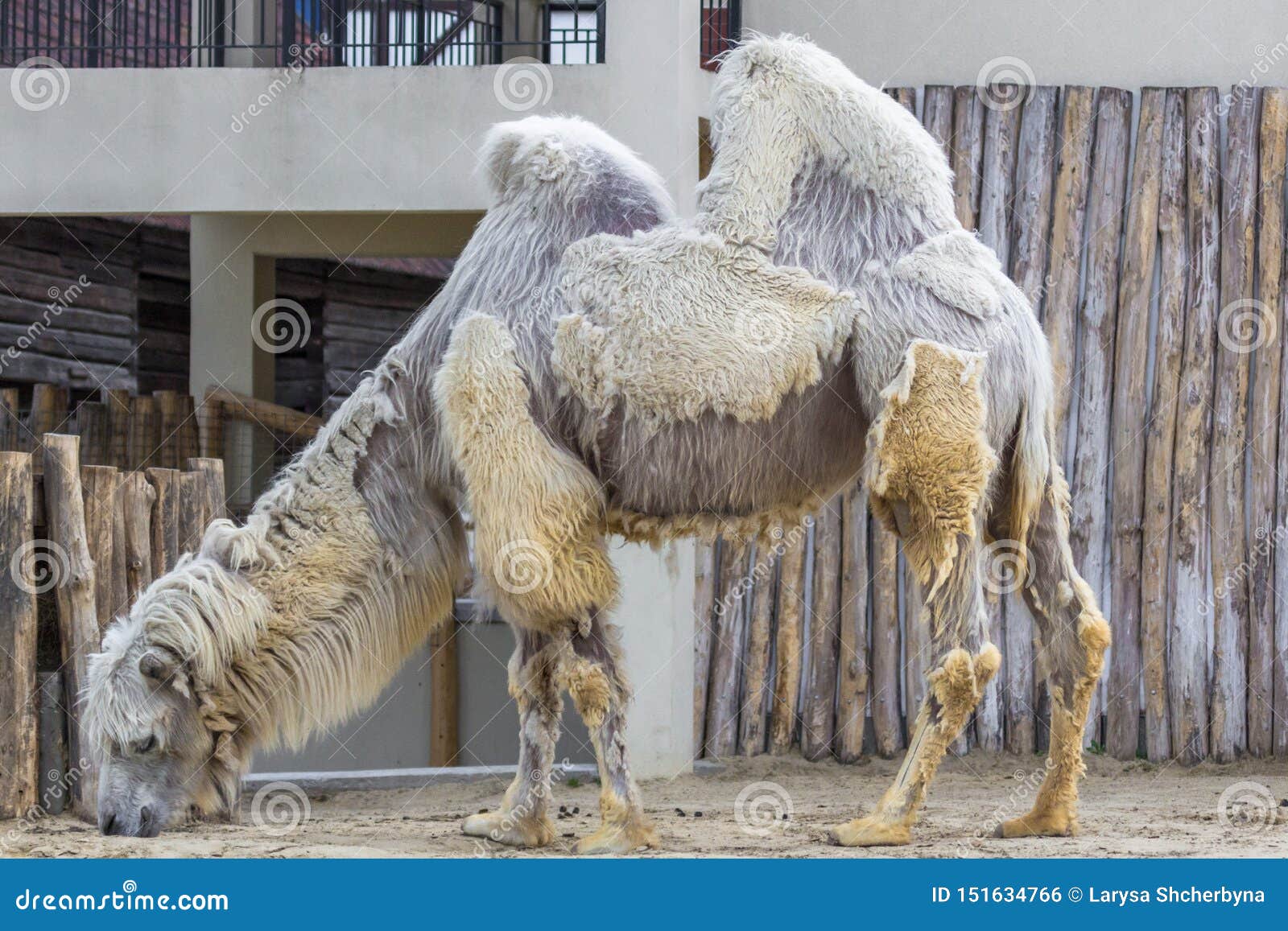 Seasonal Shedding Camel at Budapest Zoo Editorial Photo - Image of asia ...