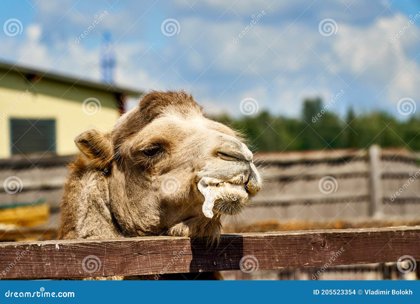 Camel at Zoo with Foam at Mouth. Animals Suffer in Zoo and Get Sick. Funny  Camel Stock Photo - Image of head, male: 205523354