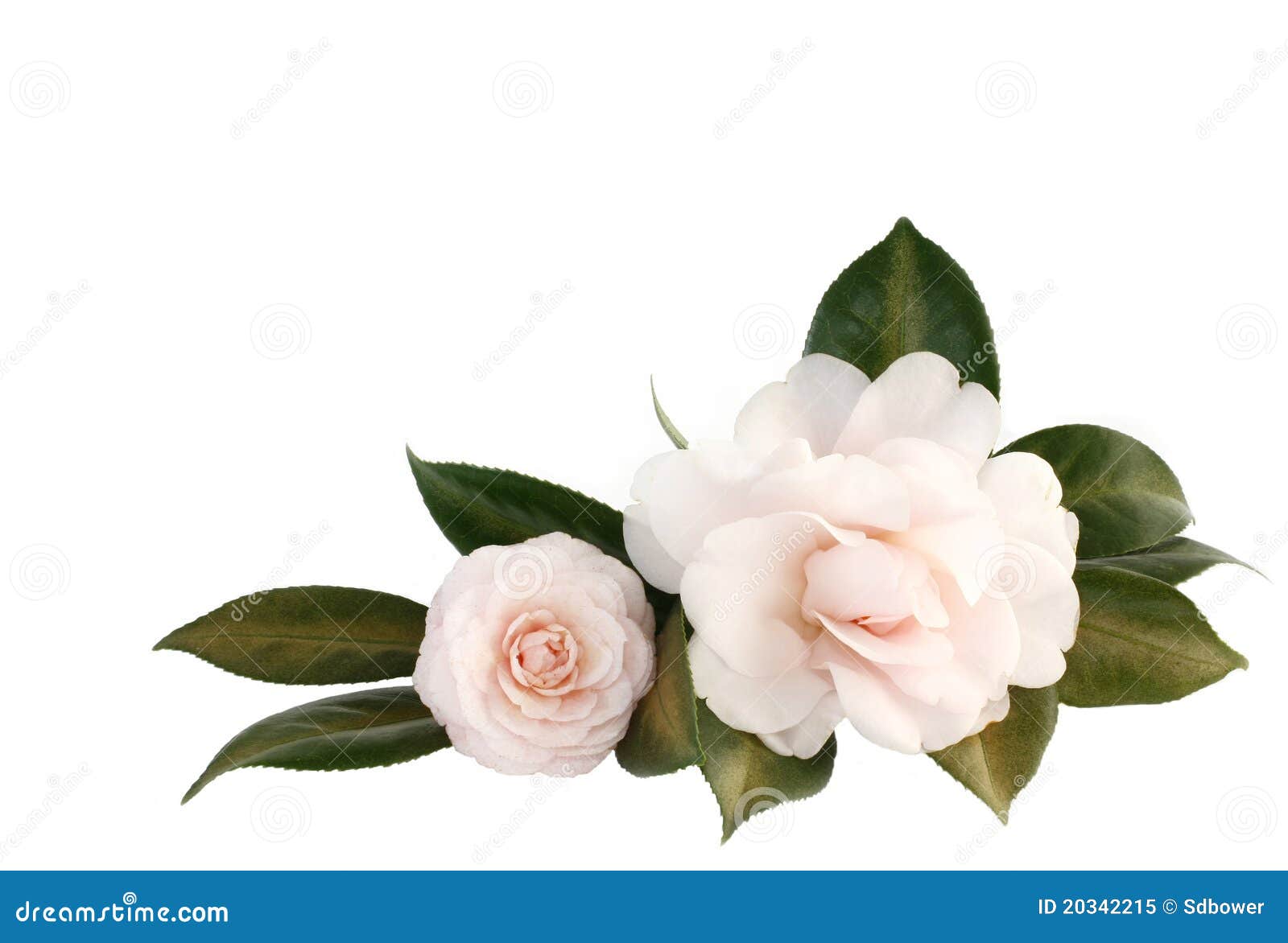 Camelia Rose-clair D'isolement Sur Le Blanc Image stock - Image du floral,  fond: 20342215