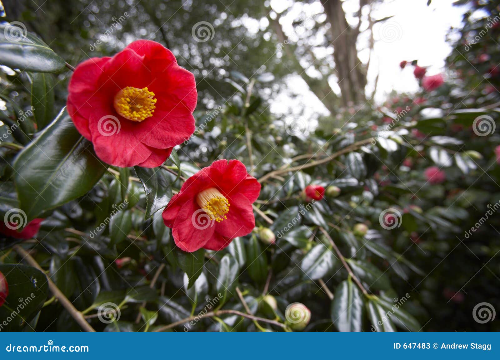 103 Camelias Stock Photos - Free & Royalty-Free Stock Photos from Dreamstime