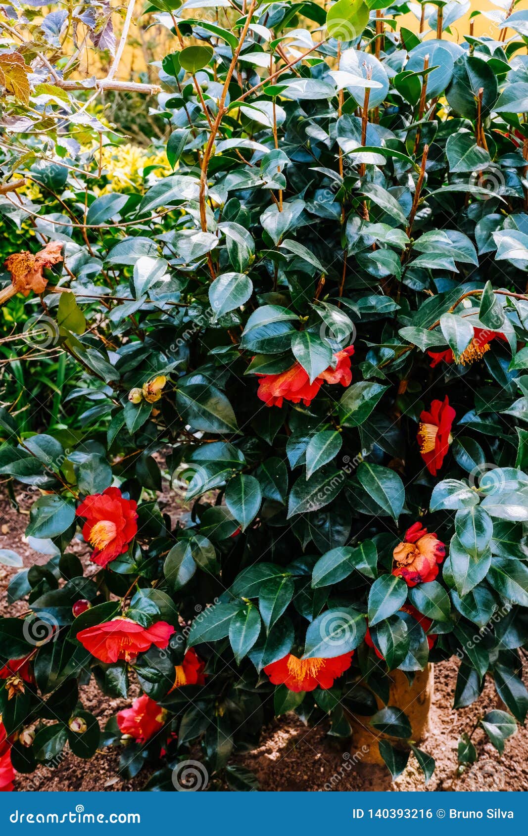 Camelias Rojas En Bush En El Jardín Foto de archivo - Imagen de casero,  amarillo: 140393216