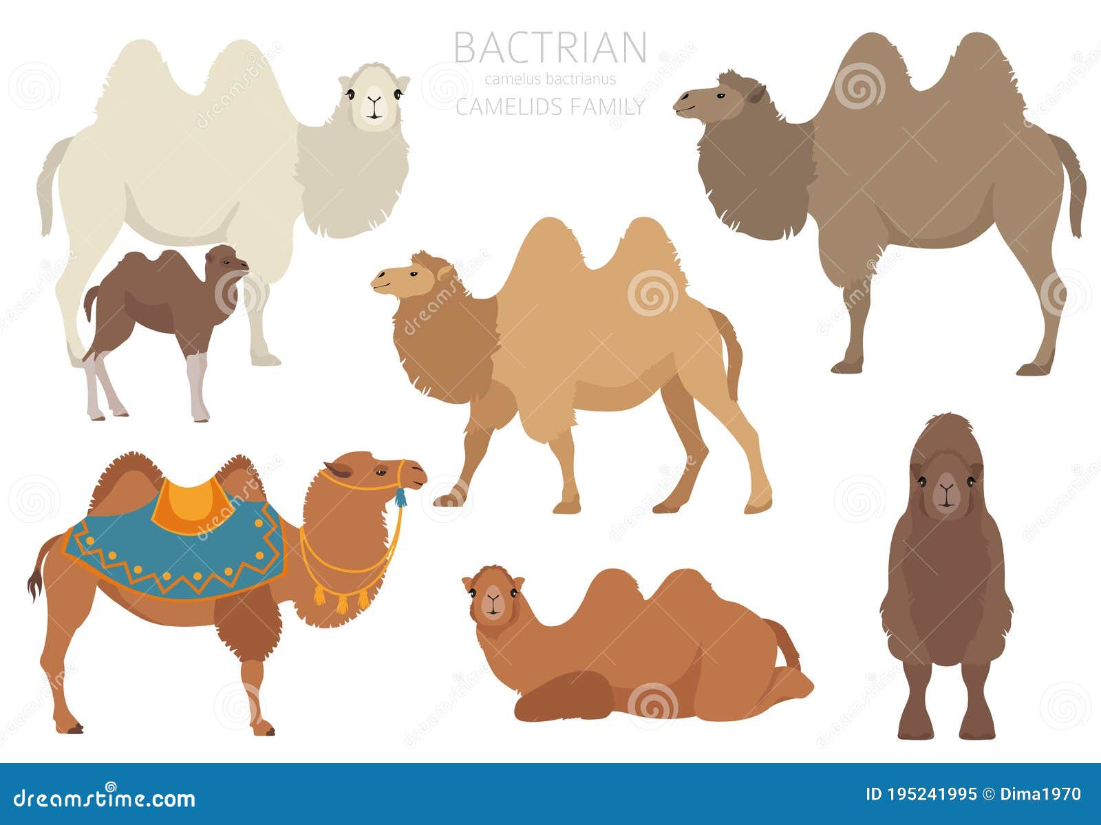 Camelids Family Collection. Bactrian Camel Infographic Design Stock ...