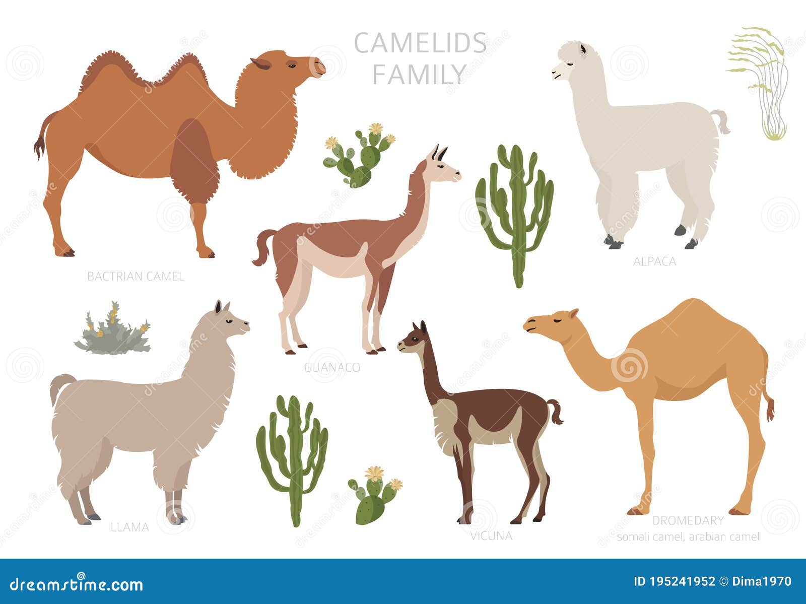 Camelids Family Collection. Camels and Llama Infographic Design Stock ...