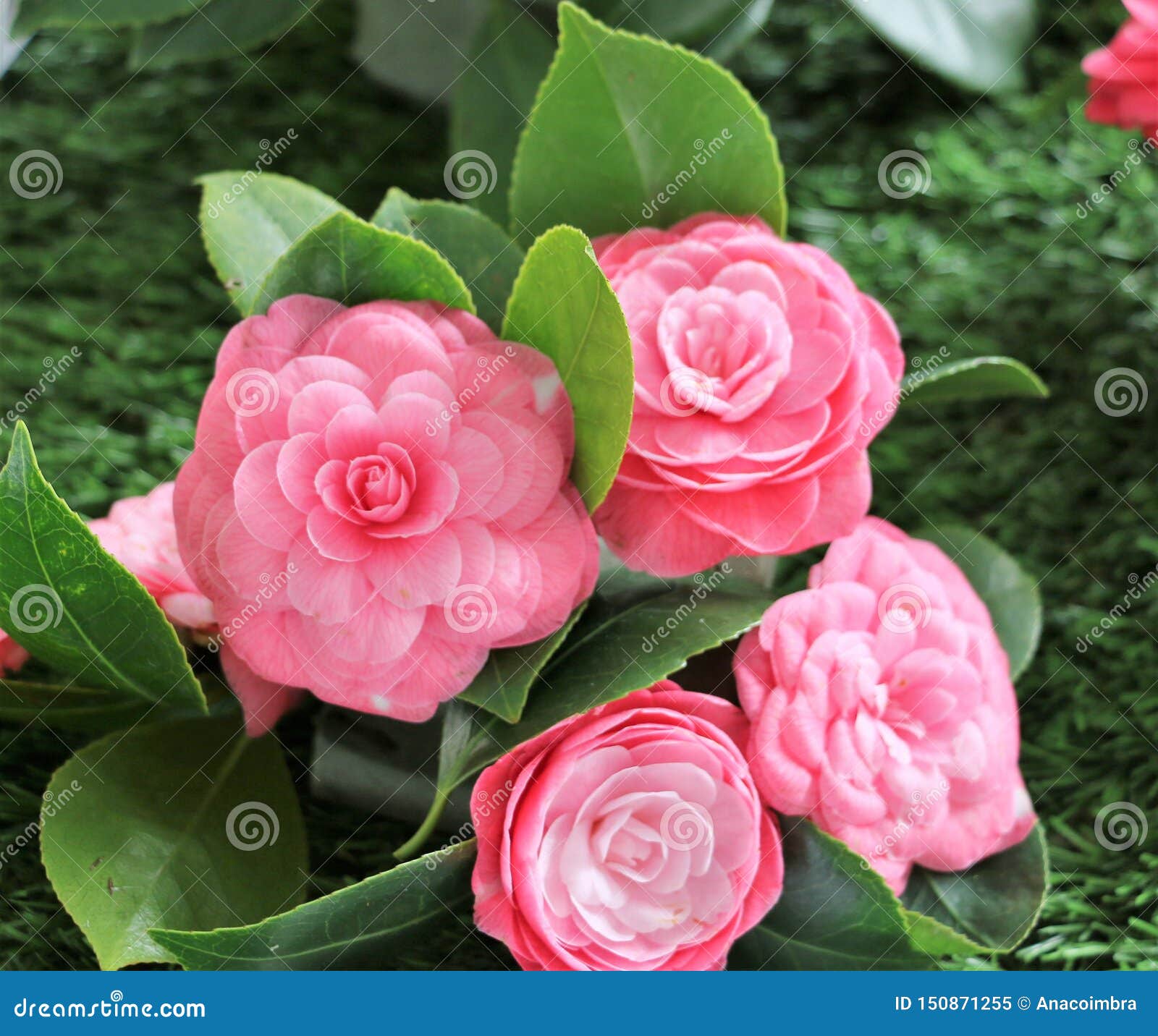 camellias were cultivated in the gardens of china and japan for centuries before they were seen in europe.