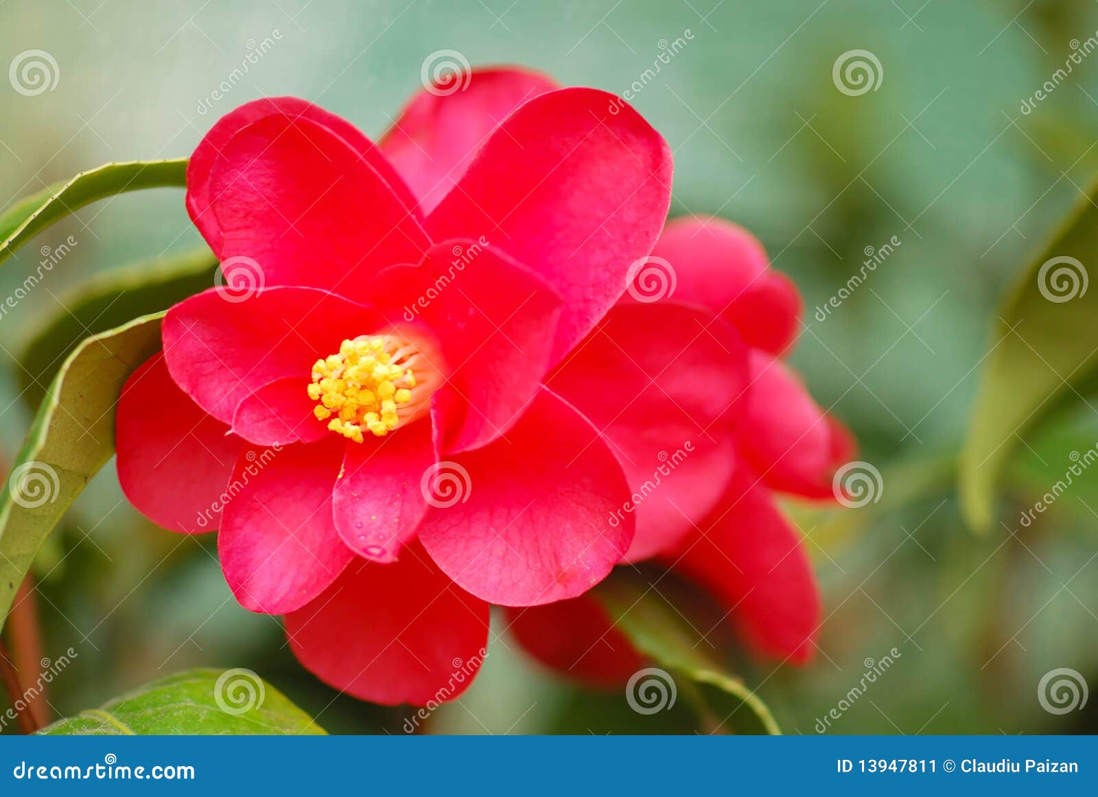 Camellia Japonica Stock Image Image Of Healthy Beautiful 13947811