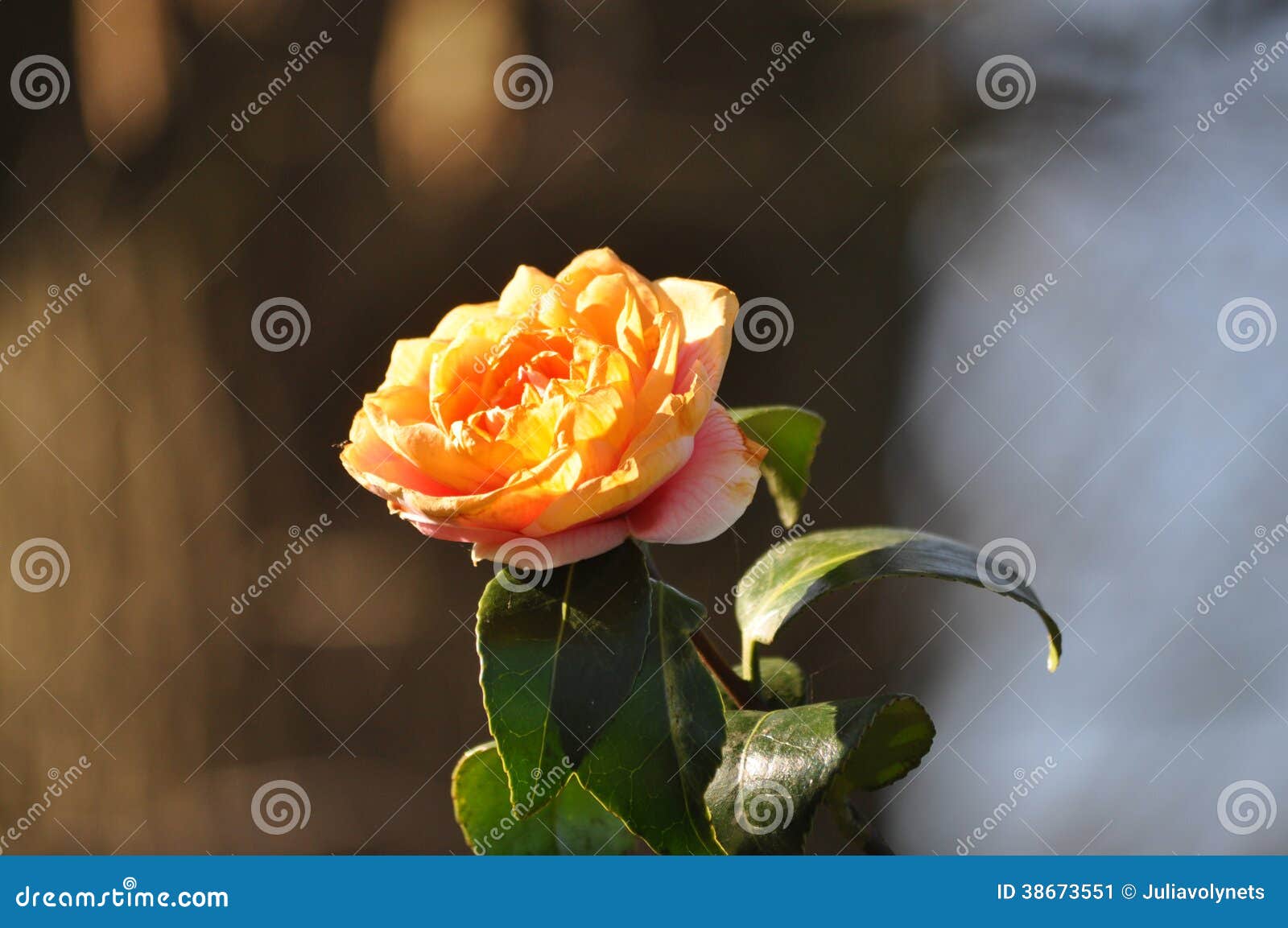 Camellia Japonica Amarela De Florescência Imagem de Stock - Imagem de  camélia, flores: 38673551