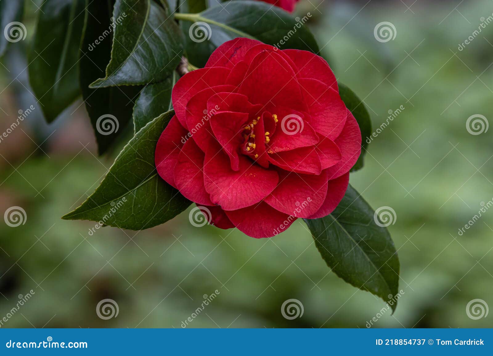 Camellia Japonica As De Corazones Imagen de archivo - Imagen de perenne,  arbusto: 218854737