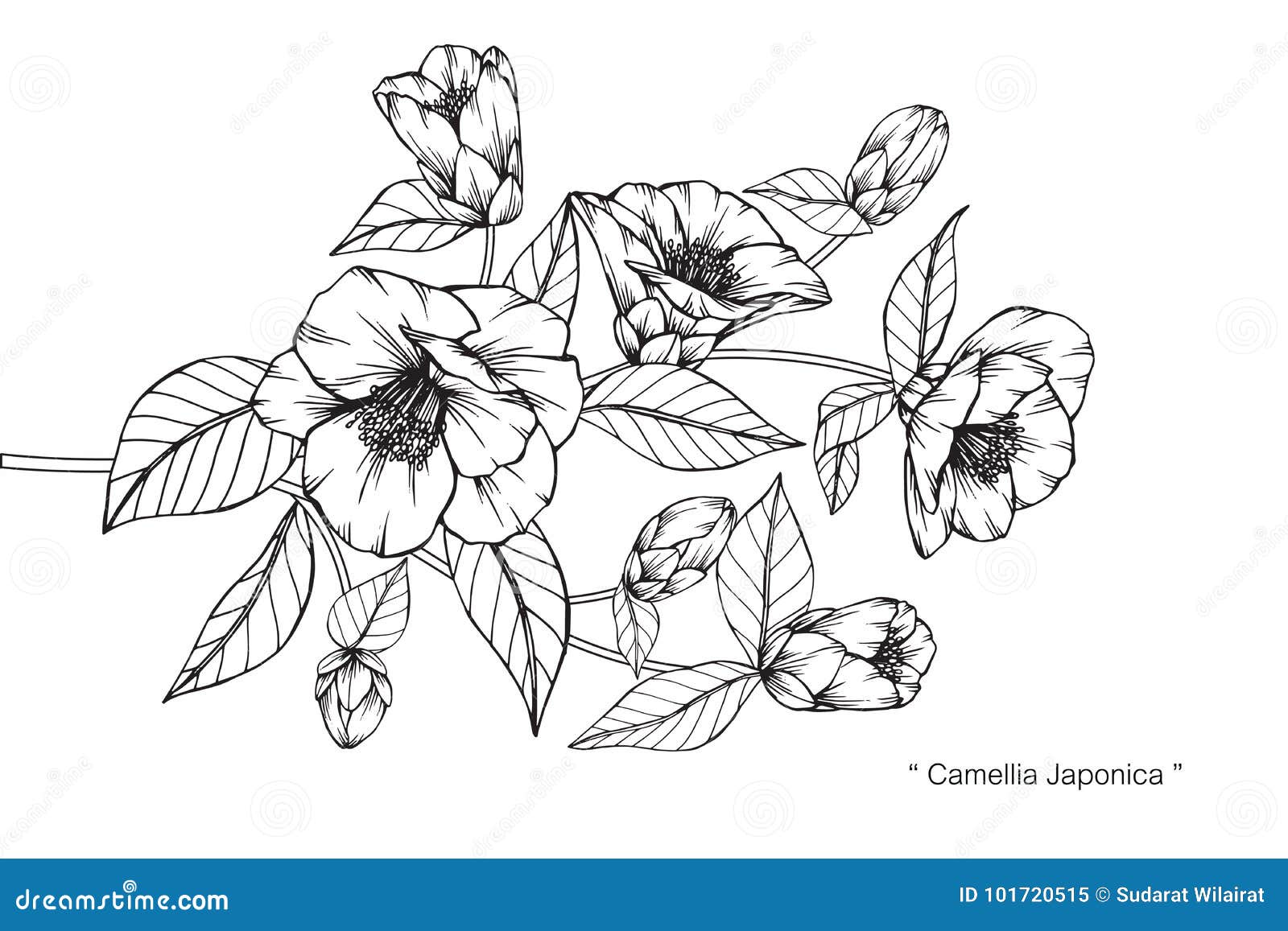 Camellia Japonica Flowers Drawing and Sketch. Stock Vector