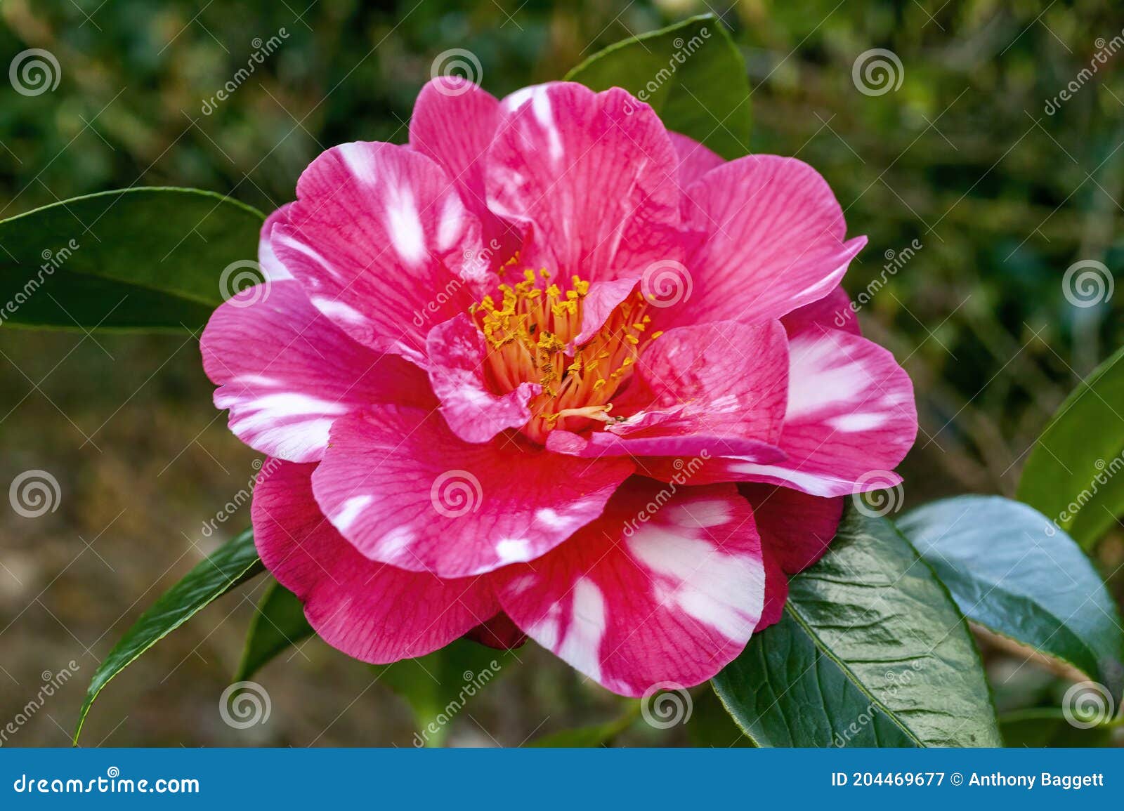 Camellia Japonica Reg Ragland Imagen de archivo - Imagen de existencias,  follaje: 204469677