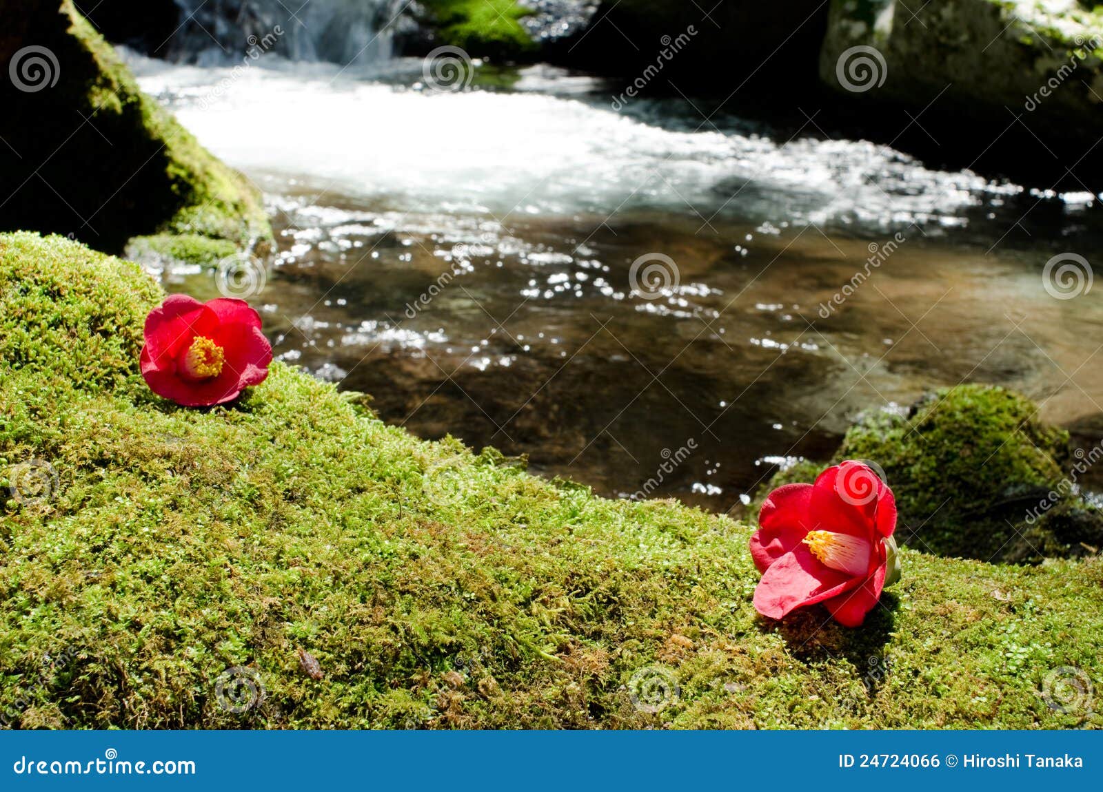 Camellia on the moss stock photo. Image of scenery, camellia 24724066