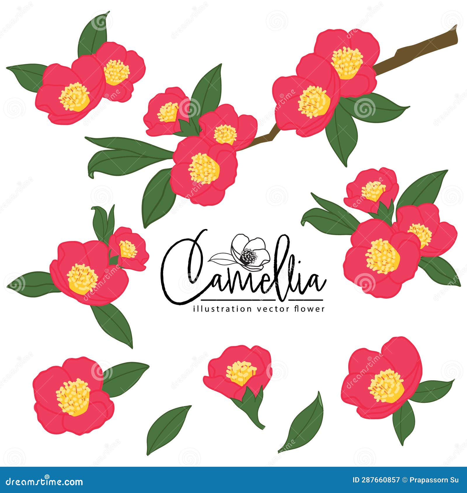 camellia red flower illlustration   set