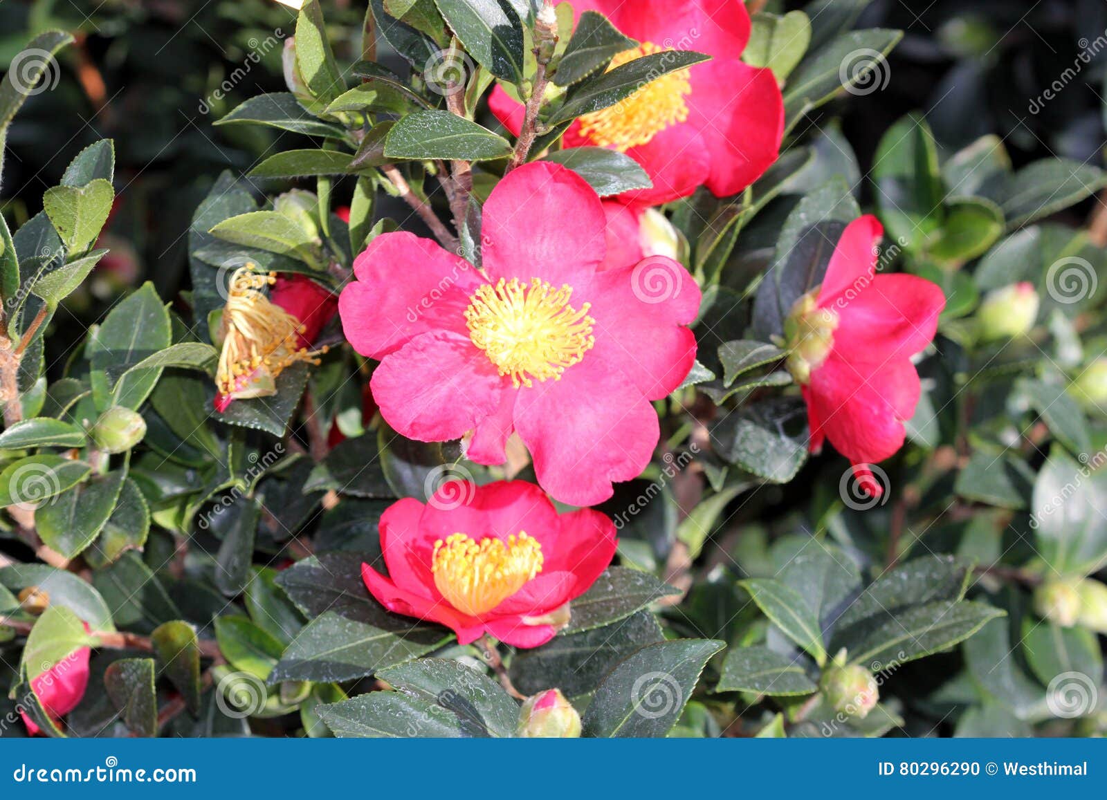 camellia sasanqua `yuletide`