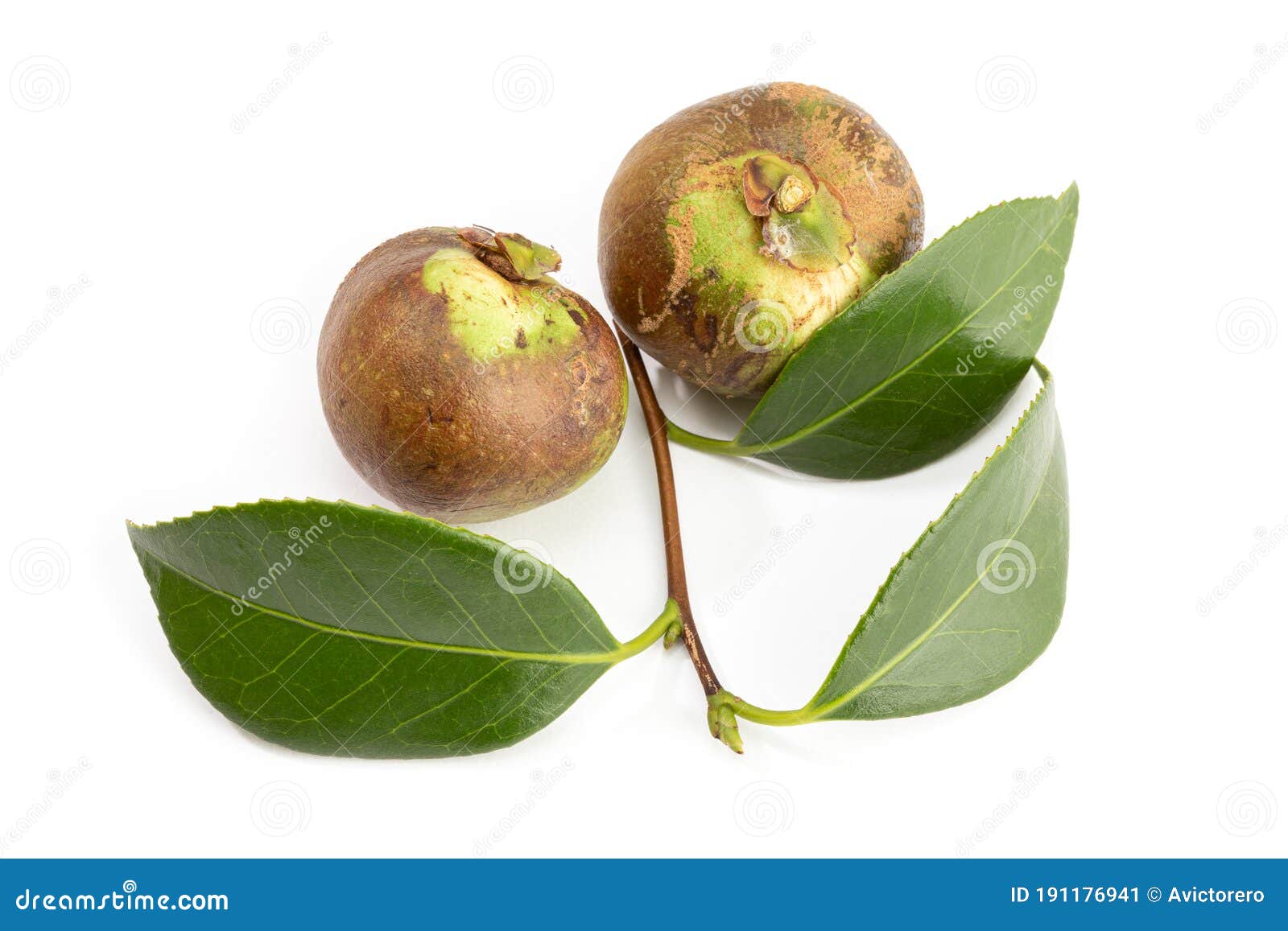 Camellia Seed with Leaf Isolated Stock Image Image of leaf, botanical