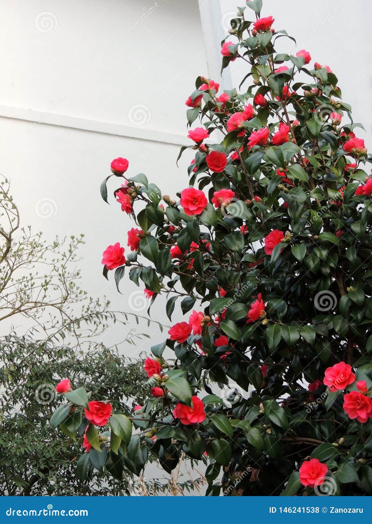 Camellia Tree with Red Flowers Stock Photo - Image of shrub, spring:  146241538