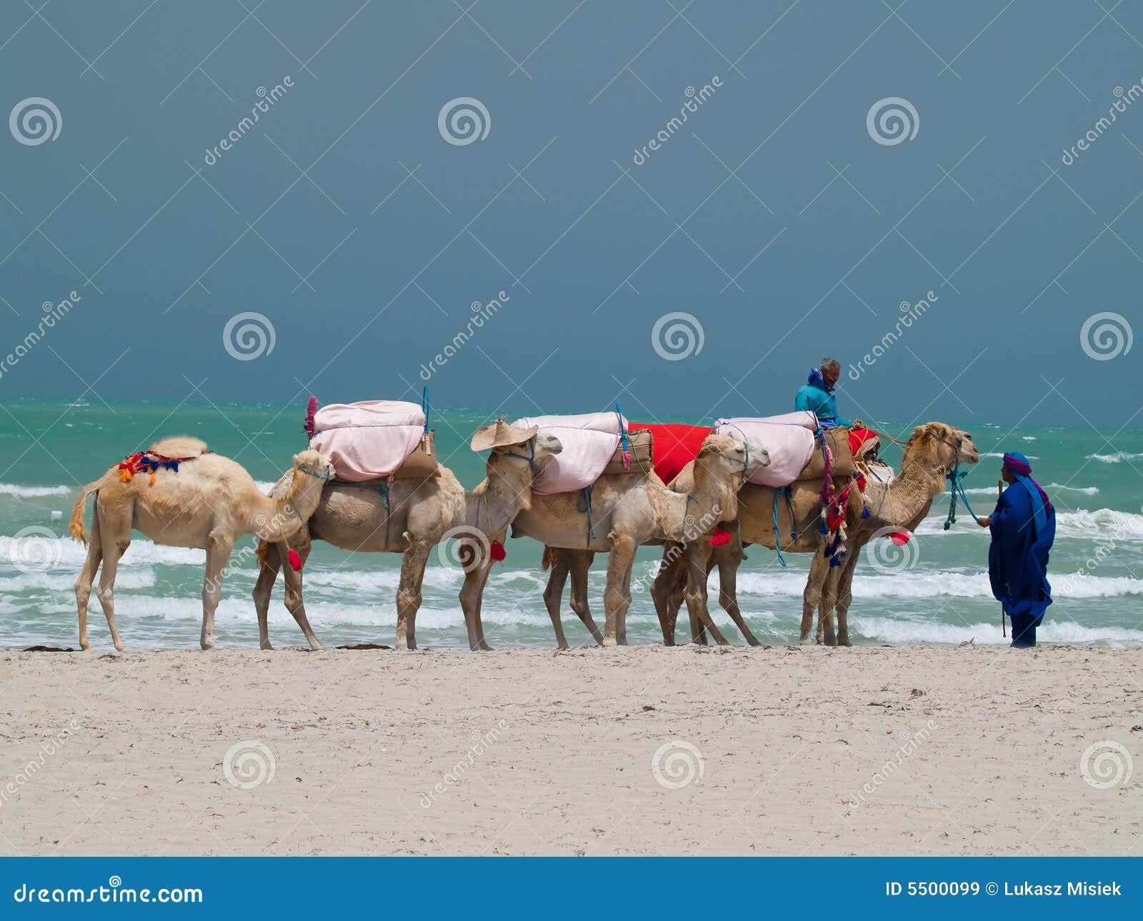 Camellos imagen de archivo. Imagen de belleza, color, horizonte 5500099