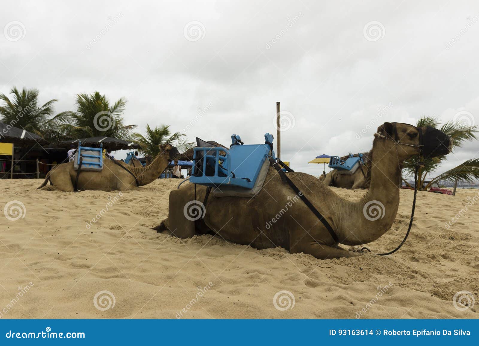 Camelo Em Dunas De Genipabu Em Natal, RN Do Dromedário, Brasil Foto de Stock - Imagem de localizado, areia: 93163614 Camelo Em Dunas De Genipabu Em Natal, RN Do Dromedário, Brasil Foto de Stock - Imagem de localizado, areia: 93163614
