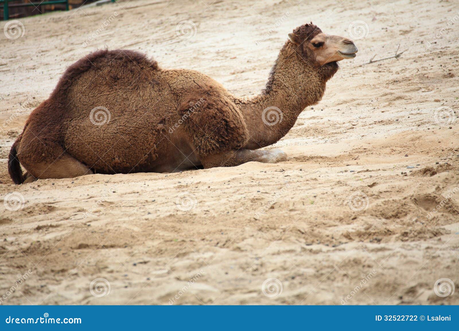 Camelo No Animal Do Deserto Foto de Stock - Imagem de leste, turismo:  32522722, image size:1600x1157