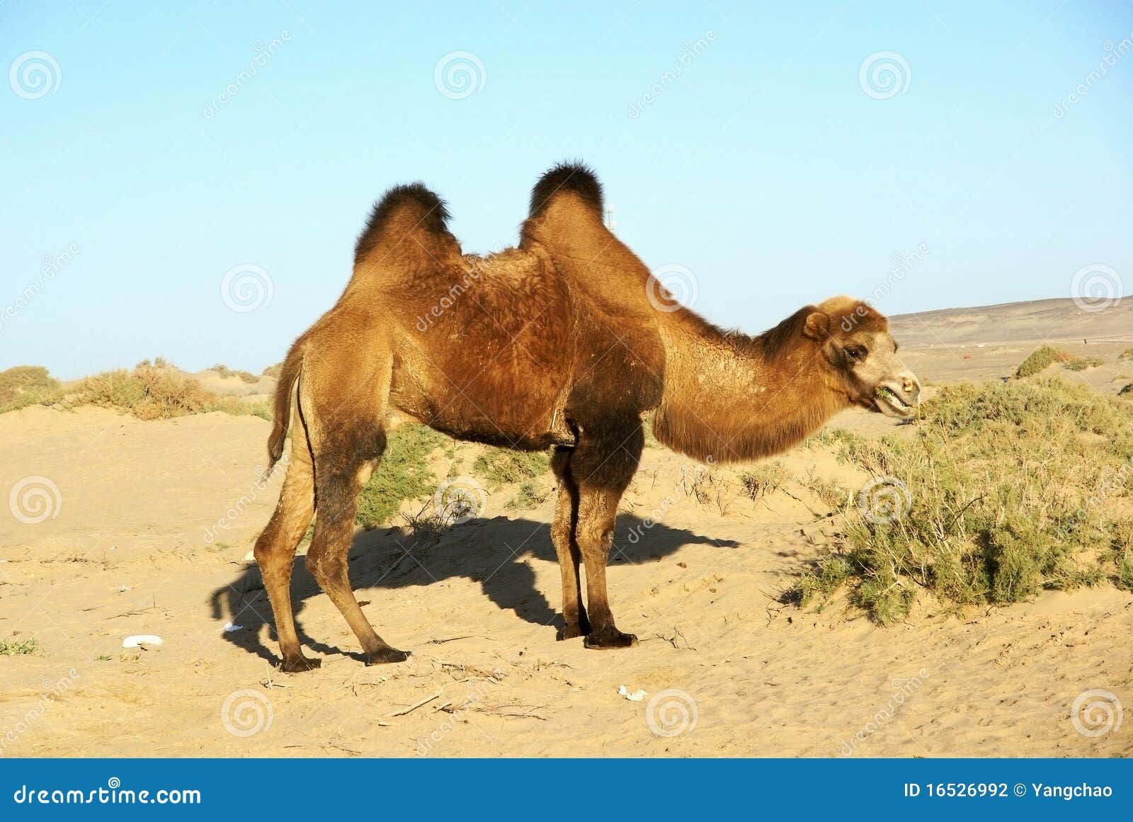 Camelo no deserto foto de stock. Imagem de animal, desertos - 16526992, image size:1600x1161
