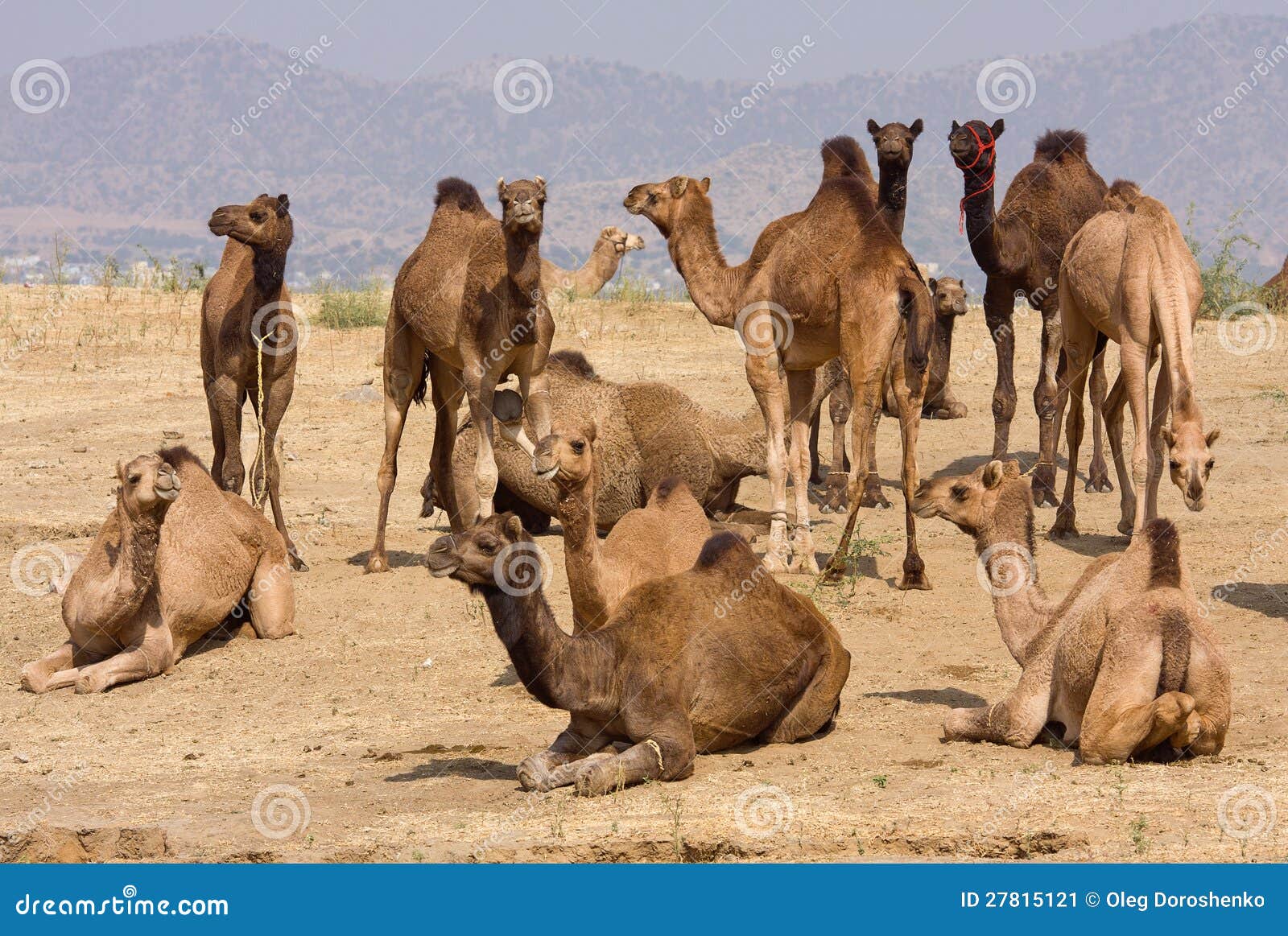 Camels stock image. Image of domestic, closeup, exotic 27815121