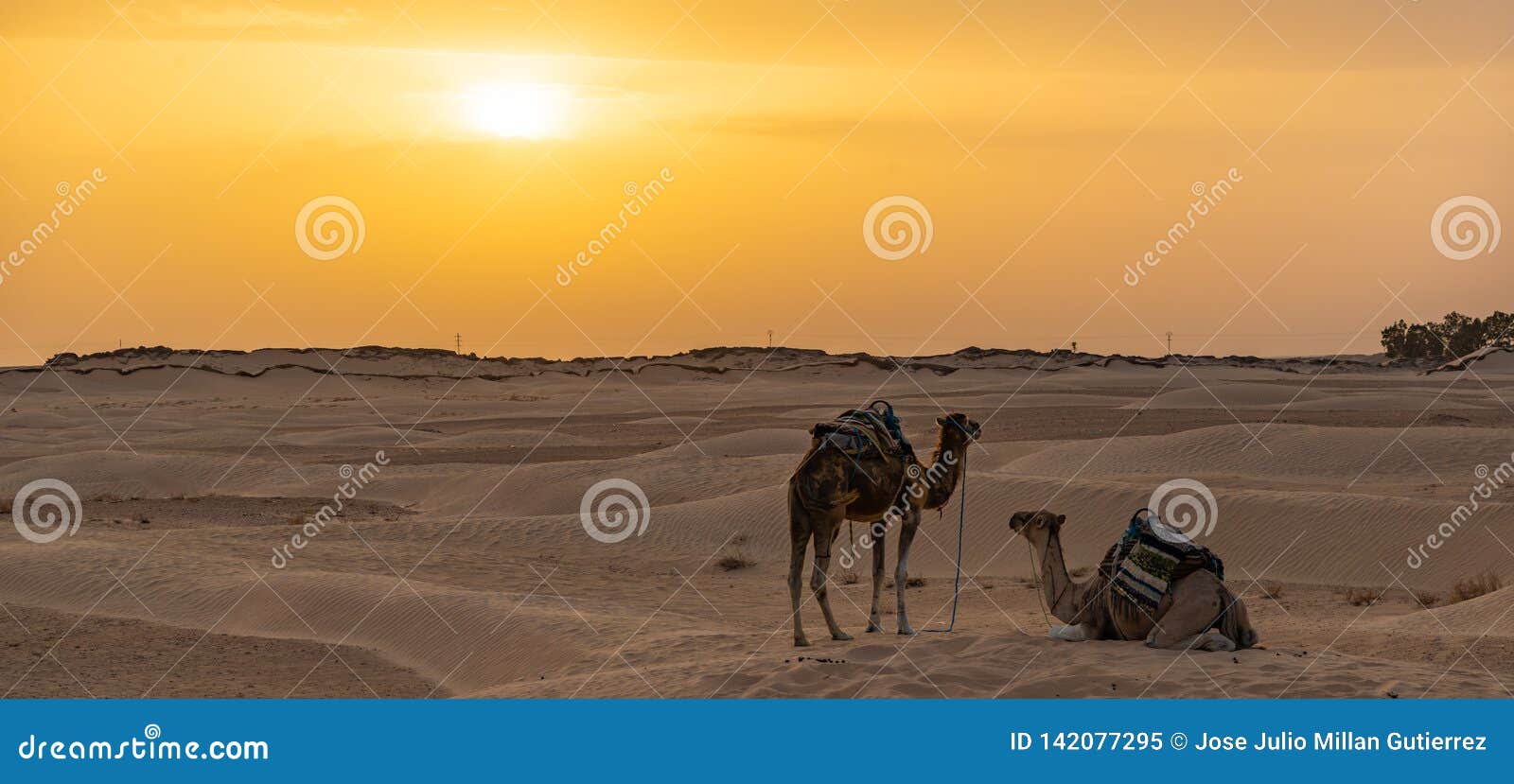 siluetas de camellos en el desierto del sahara