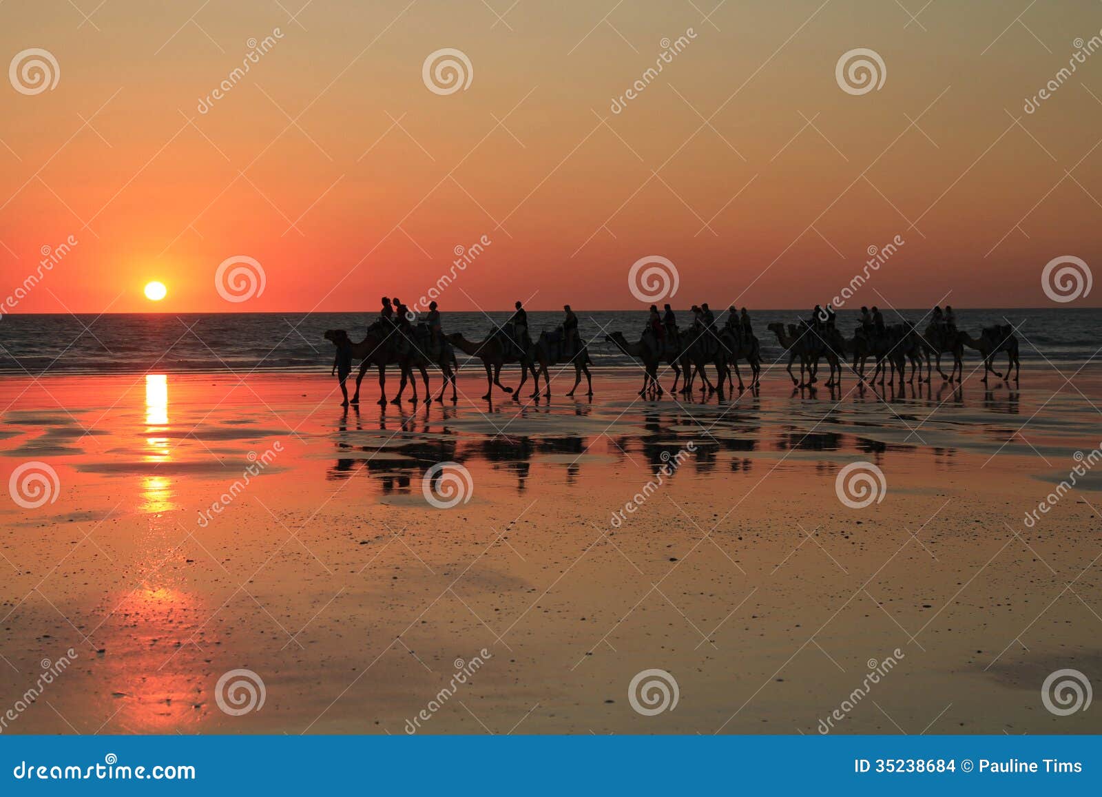 Camels on cable beach stock photo. Image of sunset, animal 35238684