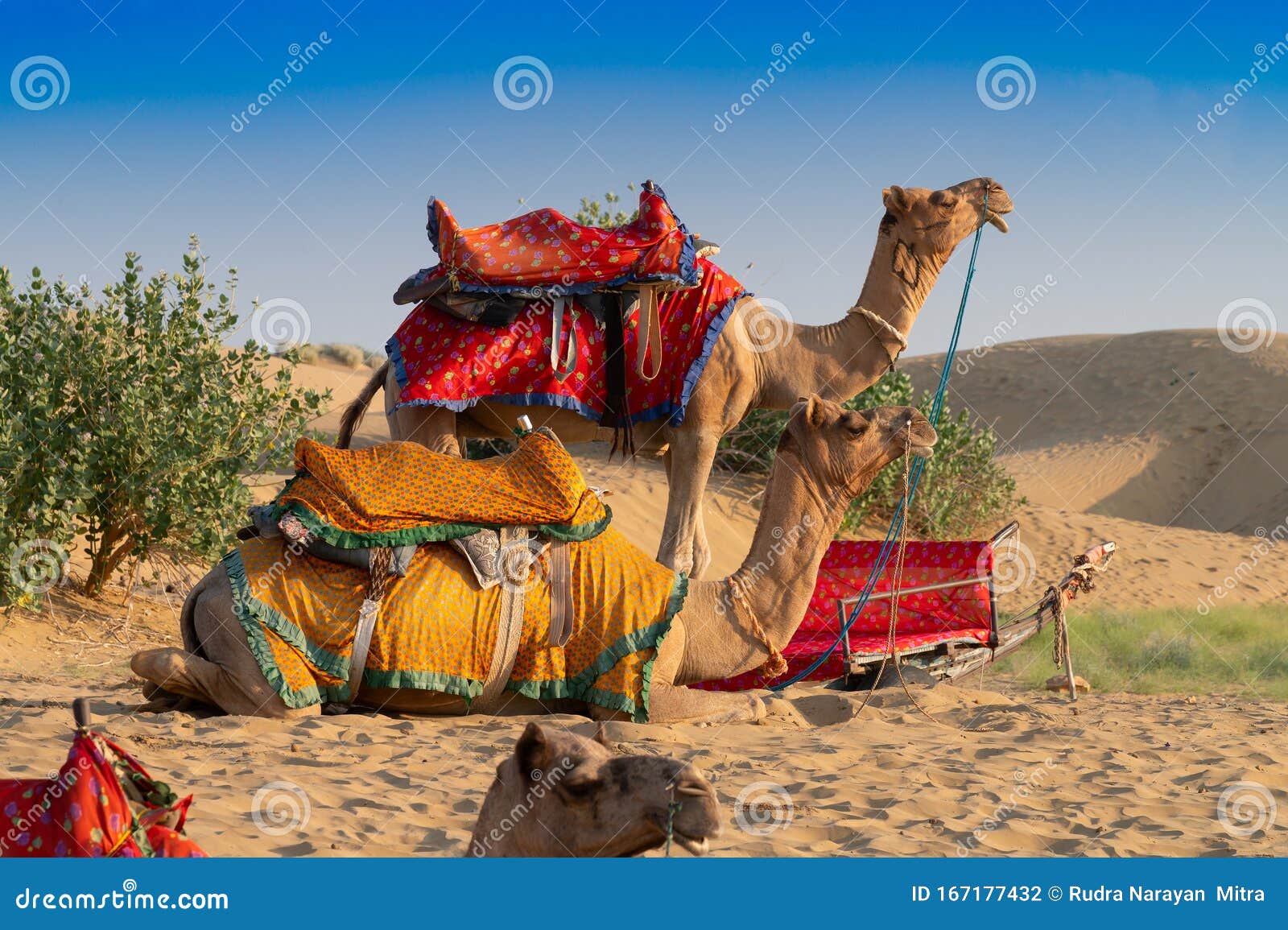 Camels for Camel Ride at Thar Desert, Rajasthan, India Stock Photo - Image  of hump, dromedarius: 167177432