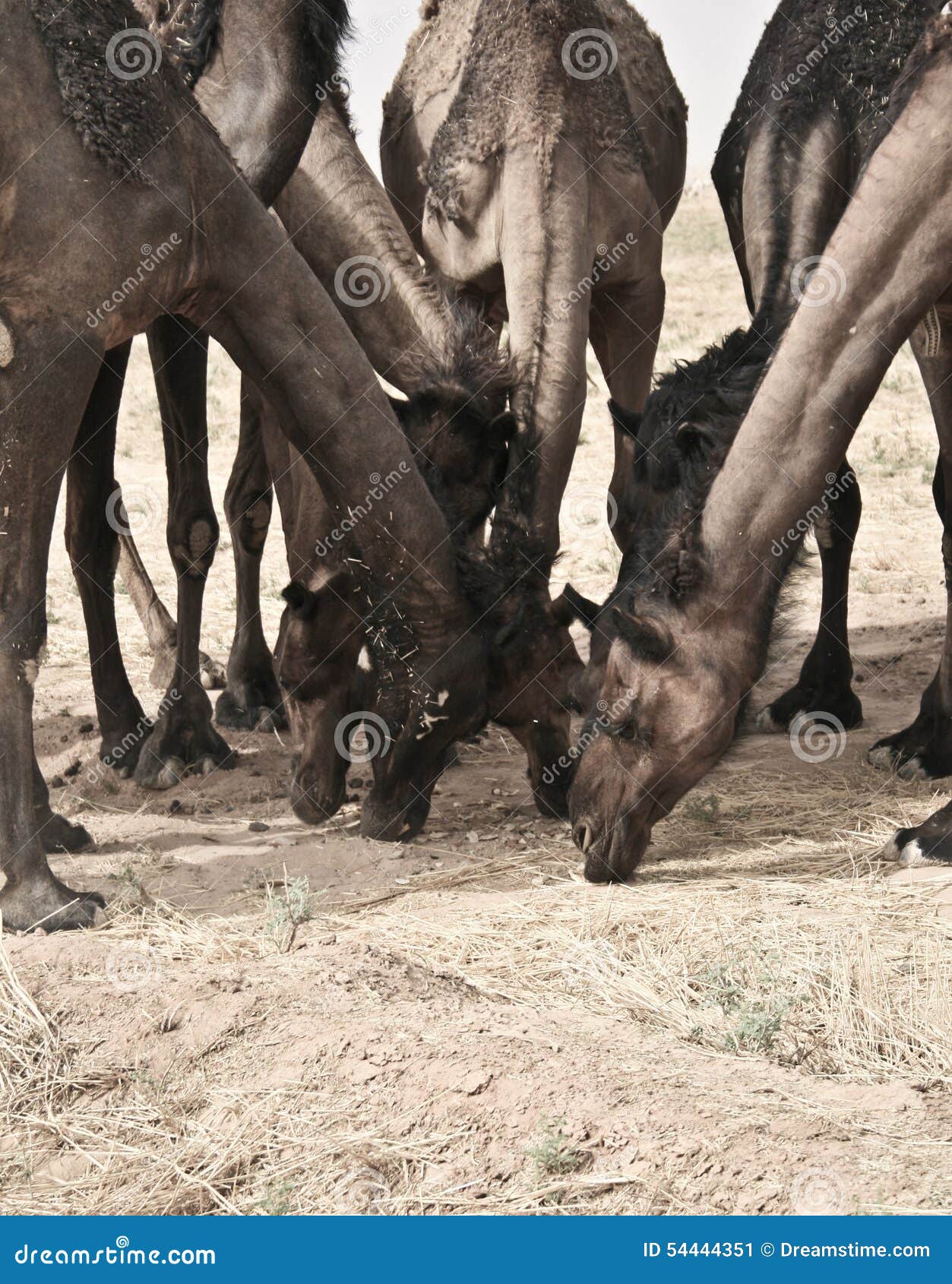 camels in derma sa