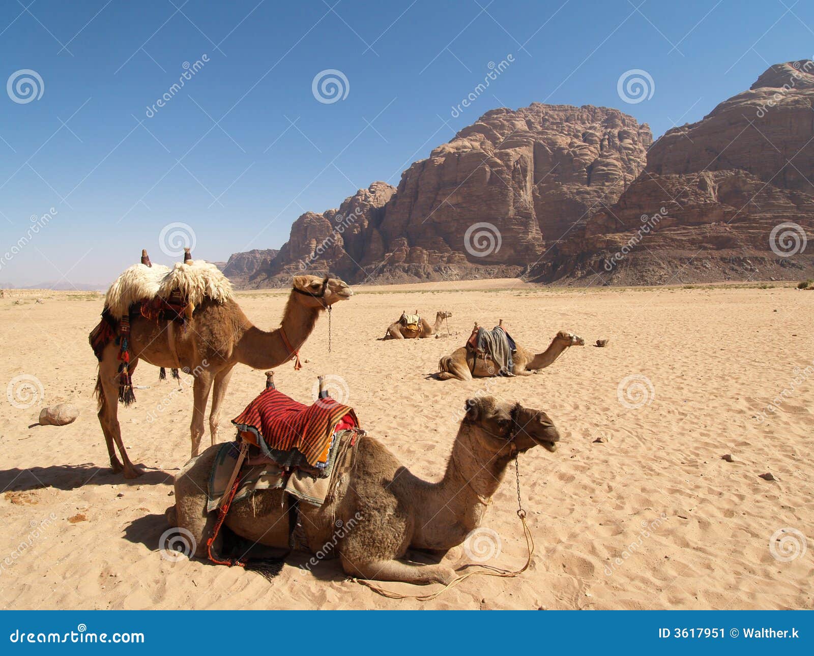 camels on the desert