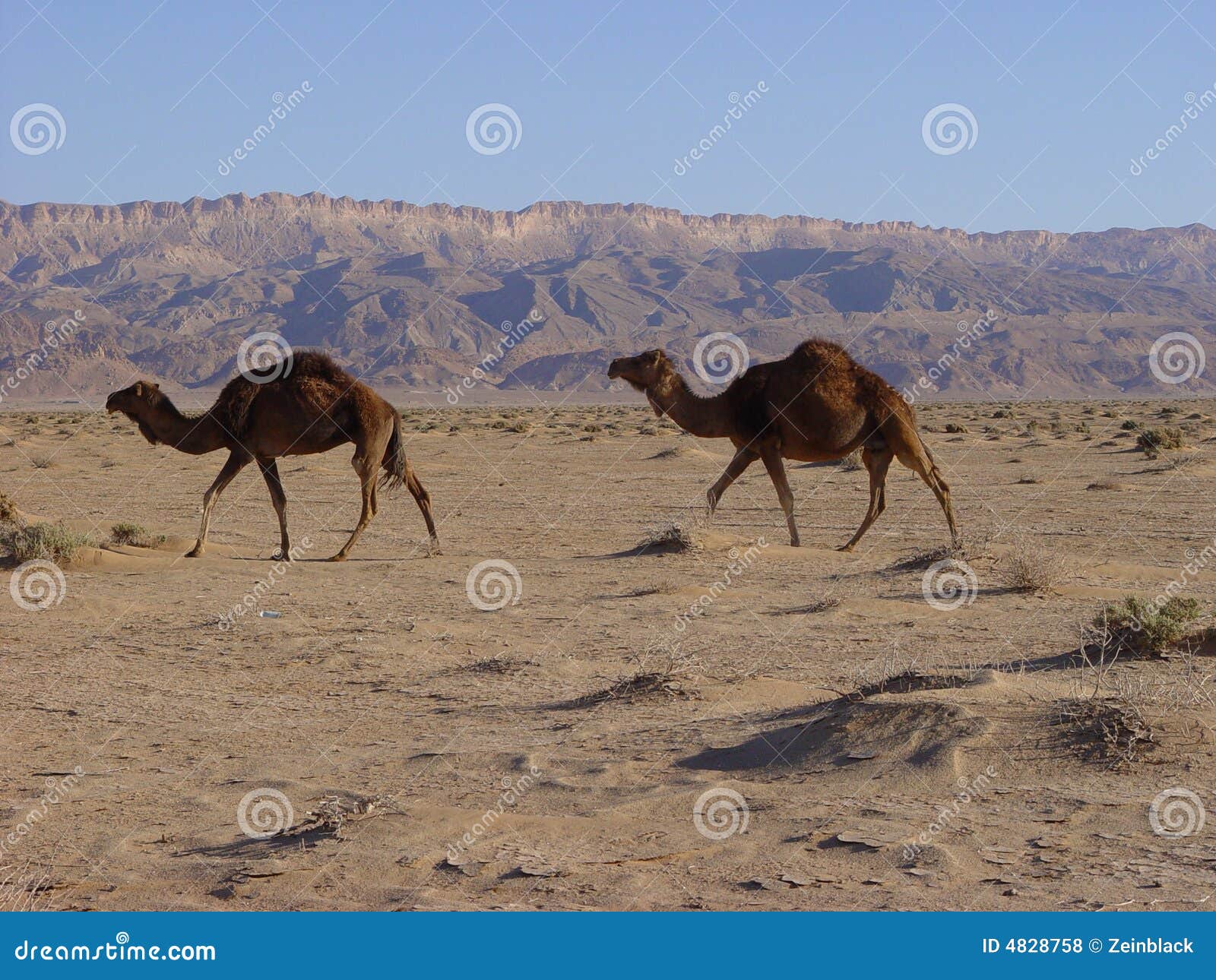 camels in desert