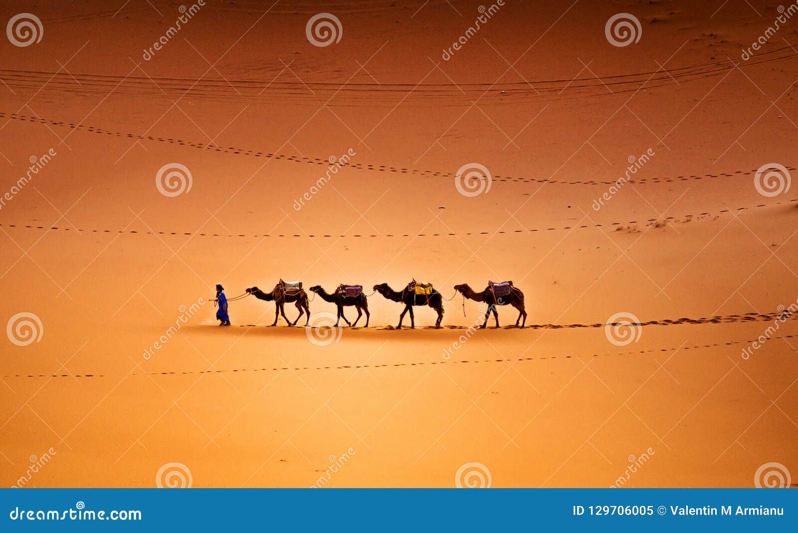 camels in the desert