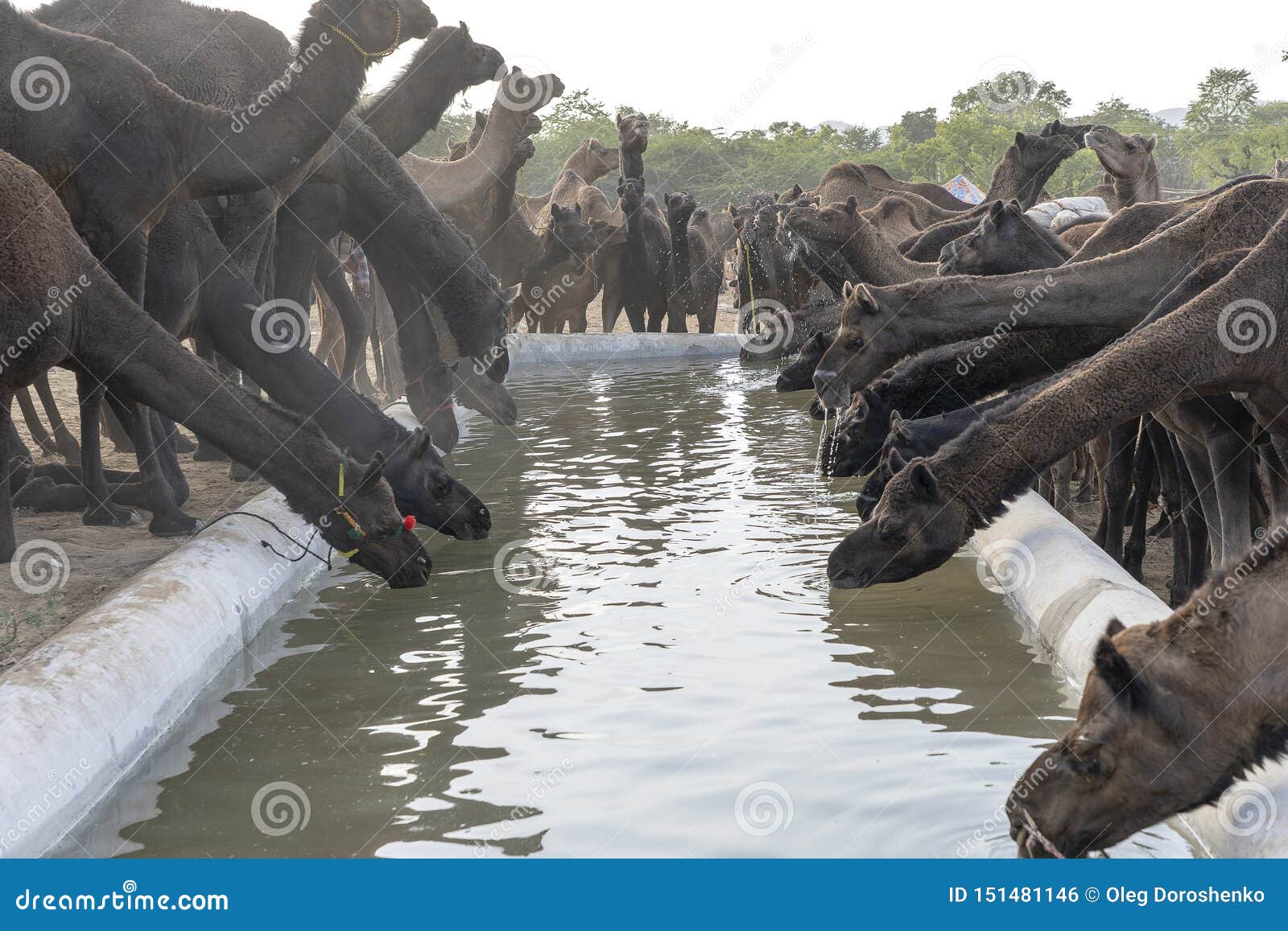 Camels Drink Water in Desert Thar during Pushkar Camel Fair, Rajasthan, India Stock Photo - Image of animal, nature: 151481146 Camels Drink Water in Desert Thar during Pushkar Camel Fair, Rajasthan, India Stock Photo - Image of animal, nature: 151481146