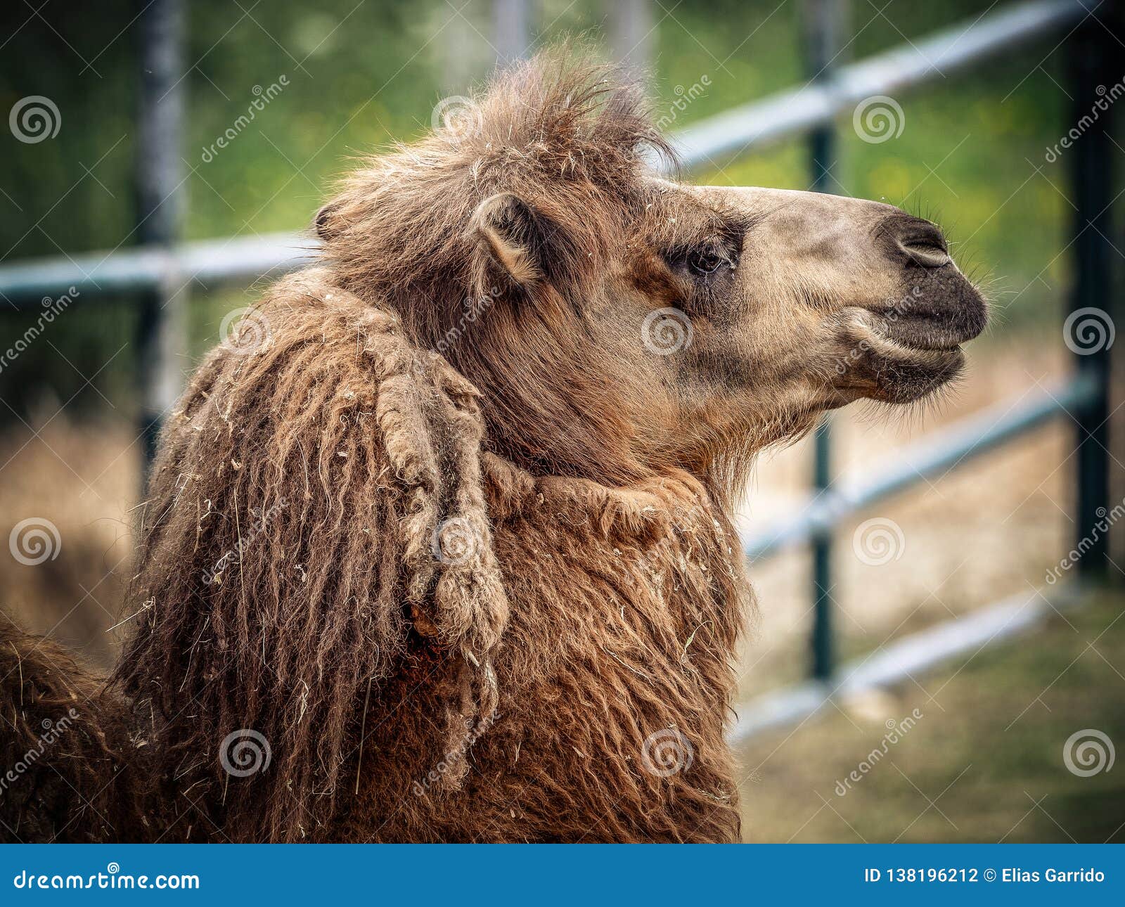 Camels and dromedaries stock photo. Image of mammal - 138196212