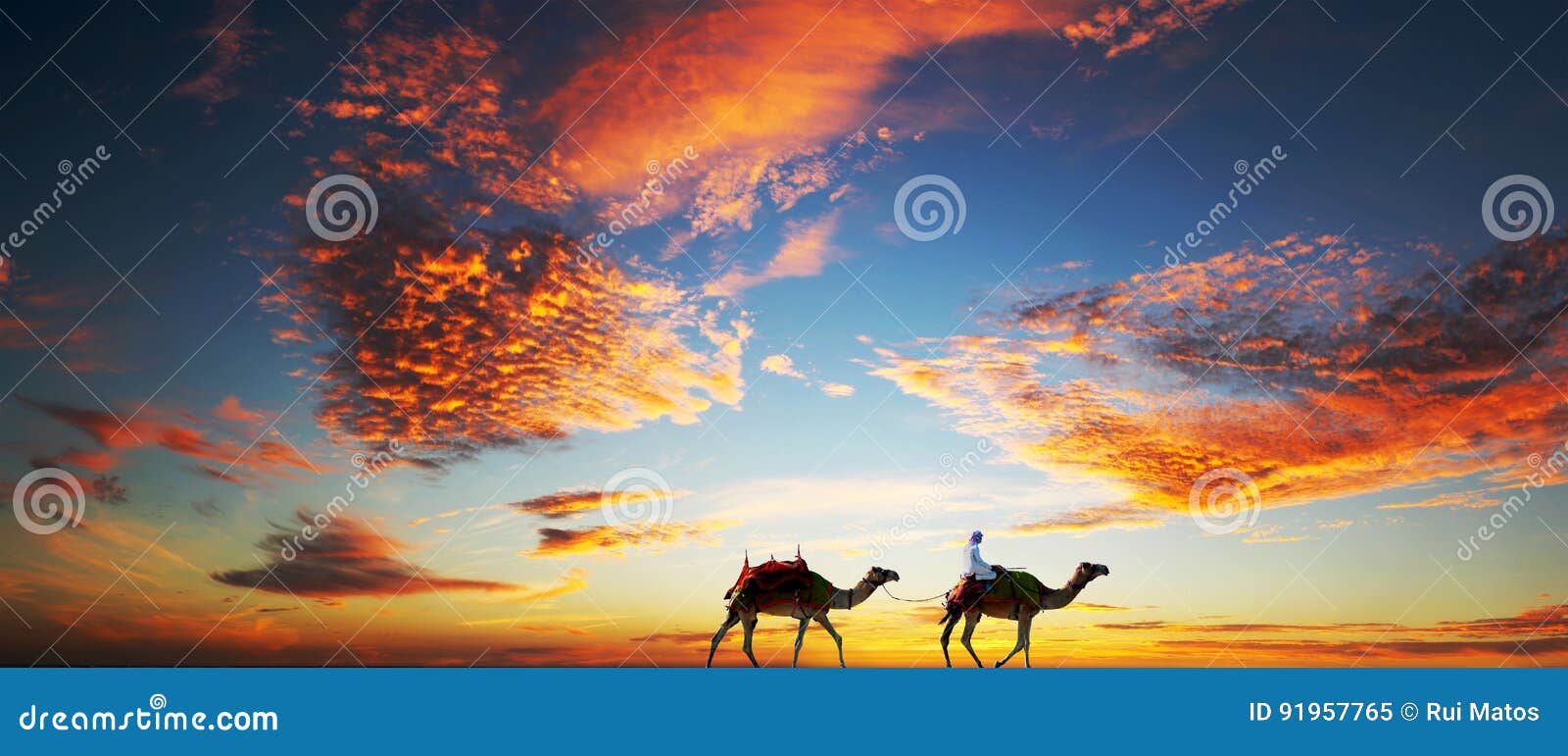 camels on a dubai beach under a dramatic sky