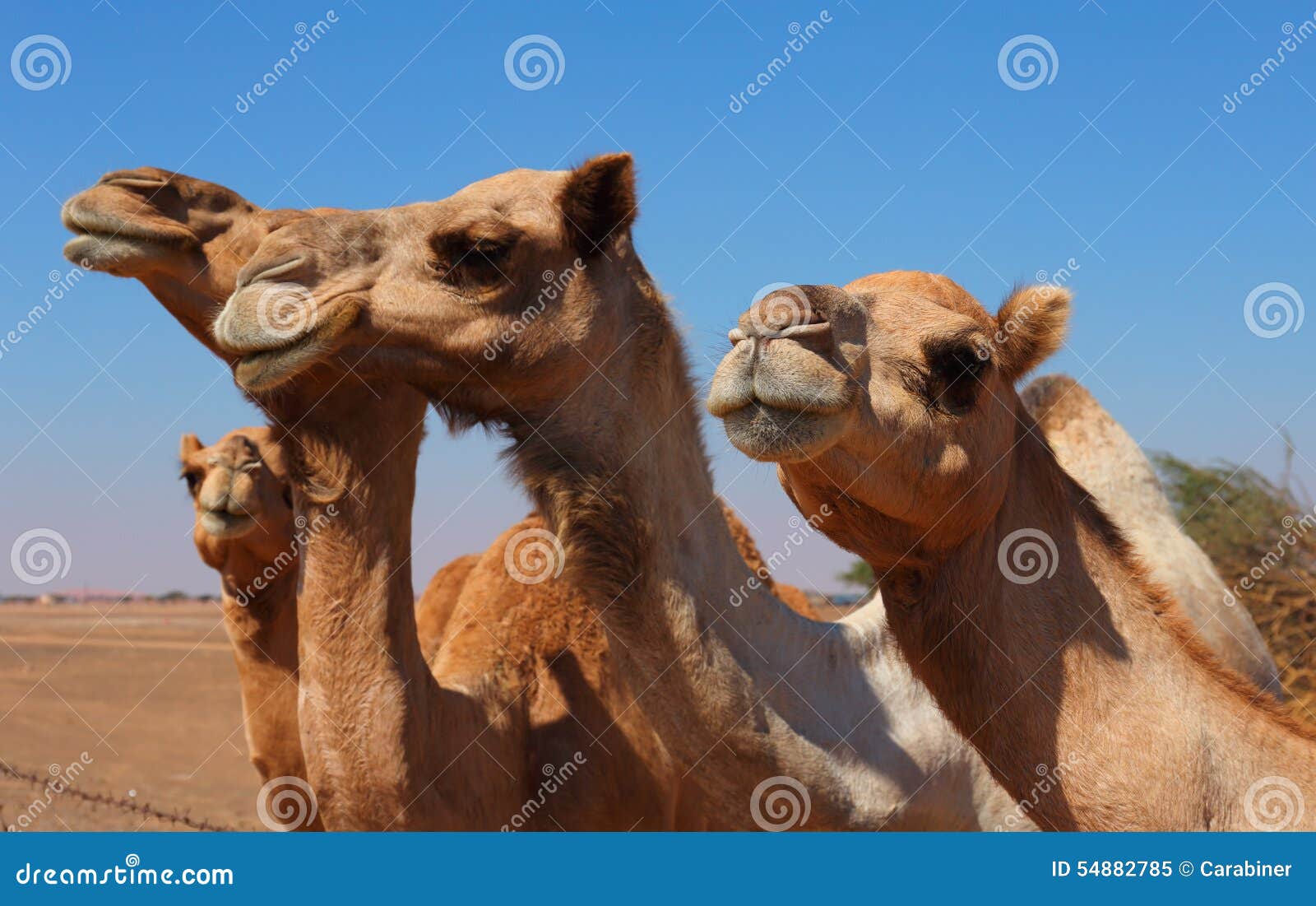Camels on the farm stock image. Image of dune, safari 54882785