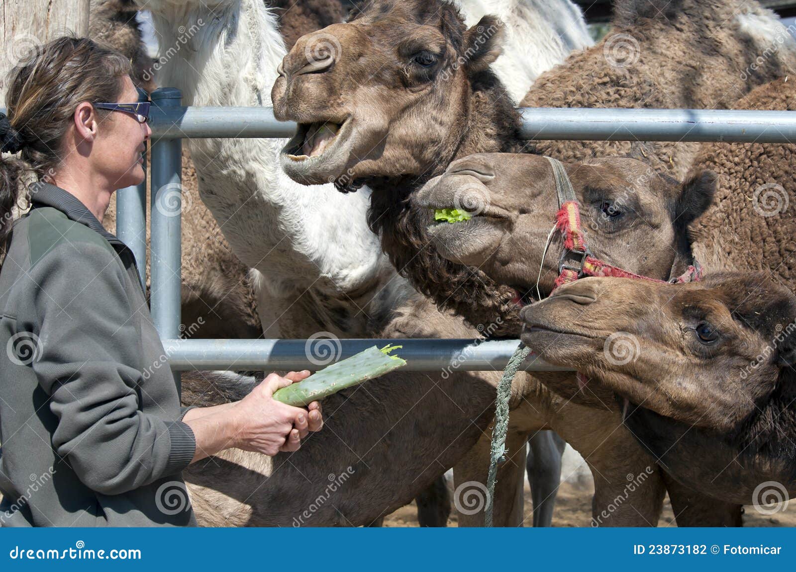 Camels Feeding stock photo. Image of camel, sahara, keeper - 23873182