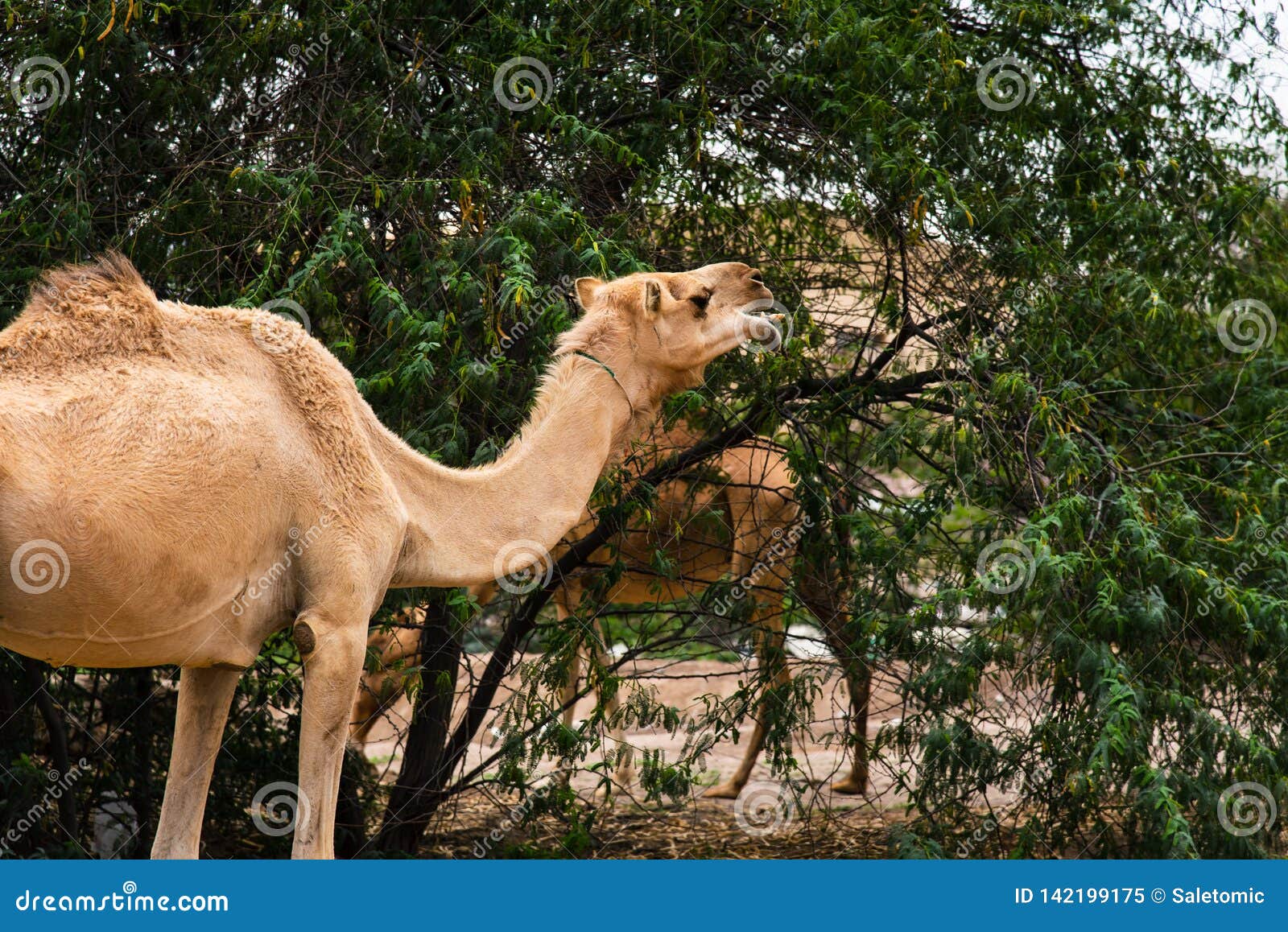 Camels Grazing on Plants in the Desert Stock Image - Image of arabic,  grass: 142199175